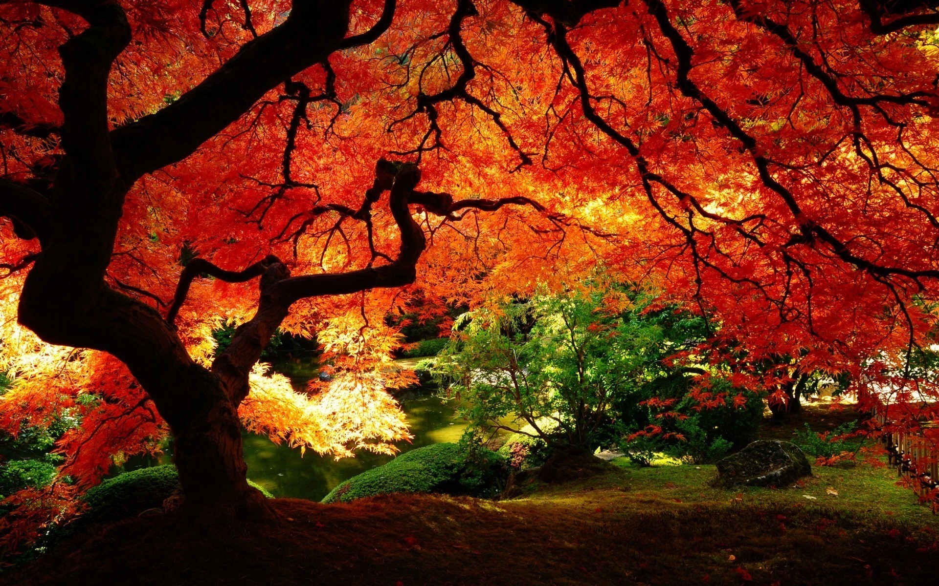 autumn maple tree hd