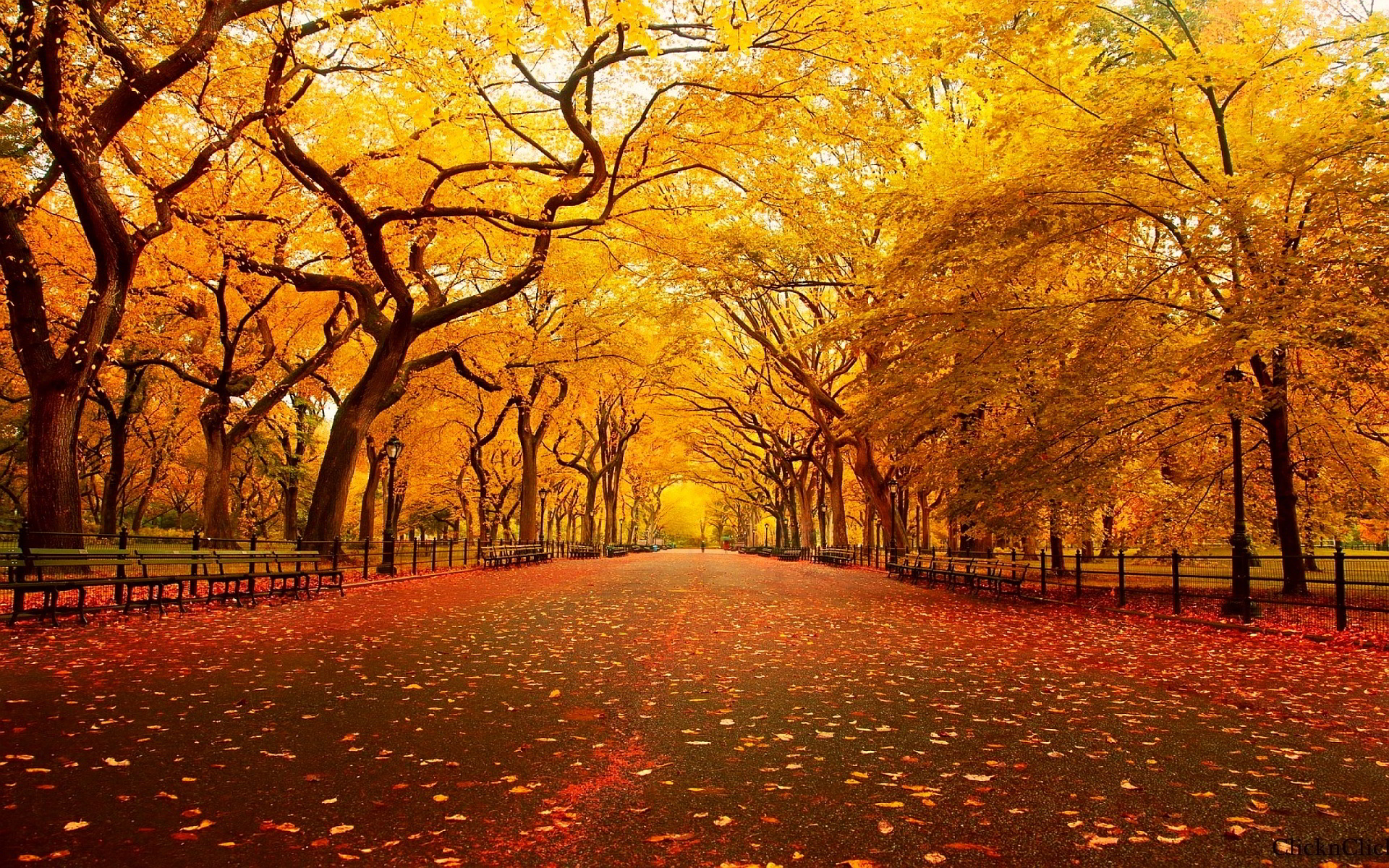 autumn park wallpaper