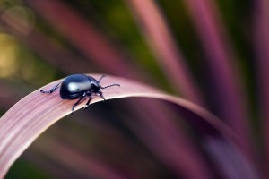 beetle desktop background