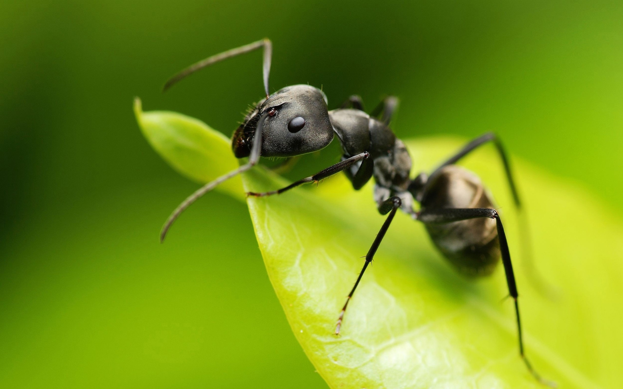 black ant wallpaper