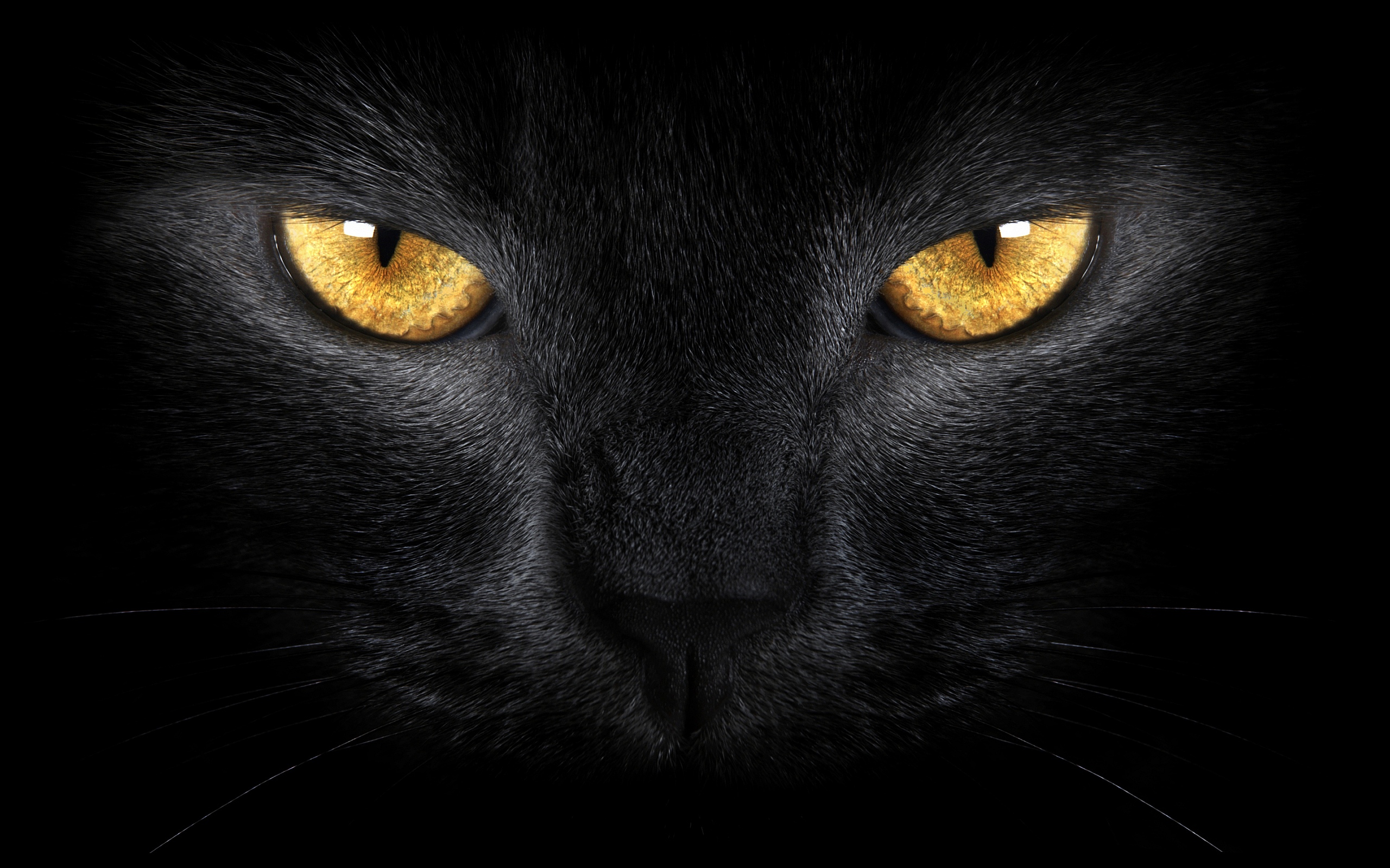 black cat scary eyes