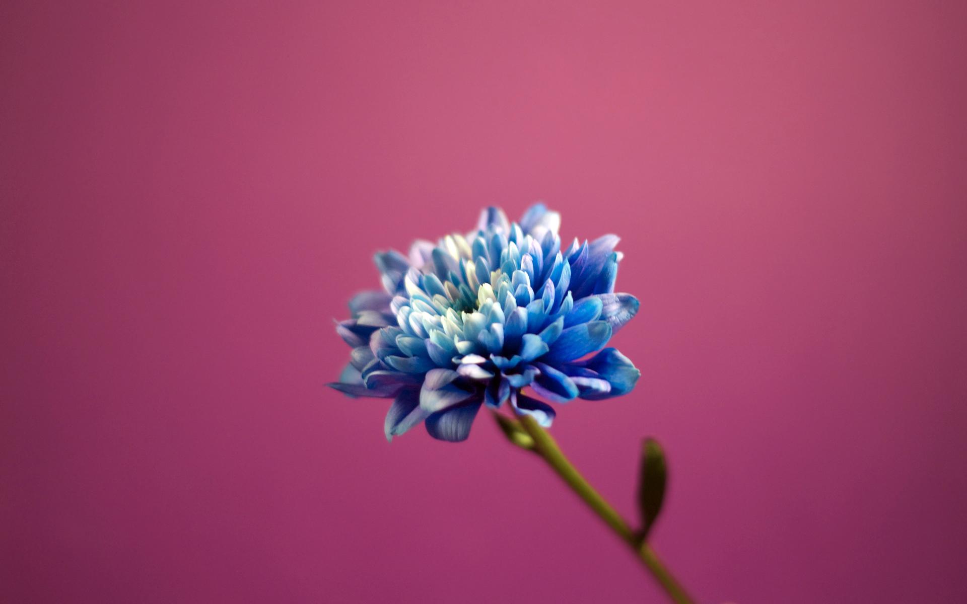 Blue Flower Background Hd Desktop Wallpapers 4k Hd
