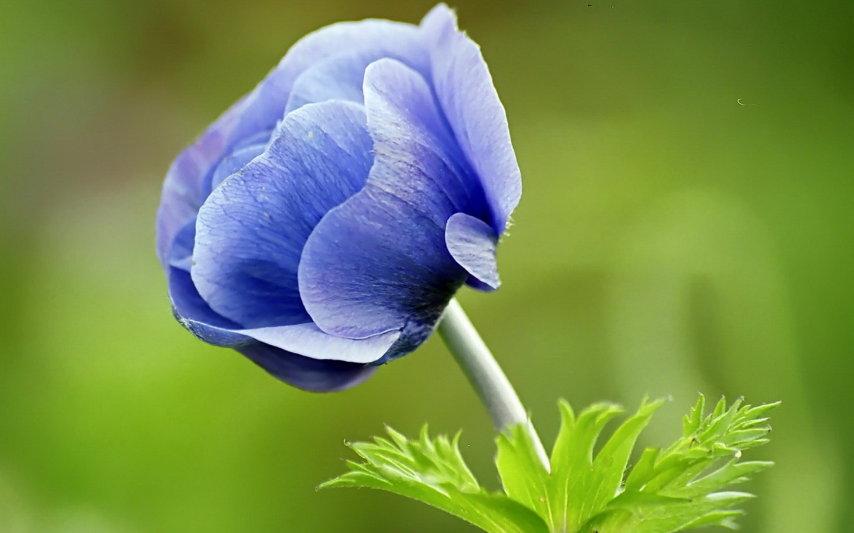 blue flowers nature hd