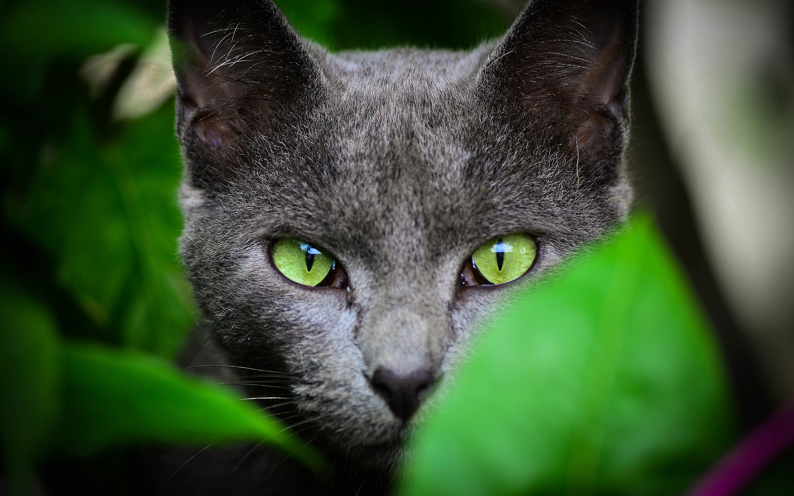 cat green eyes