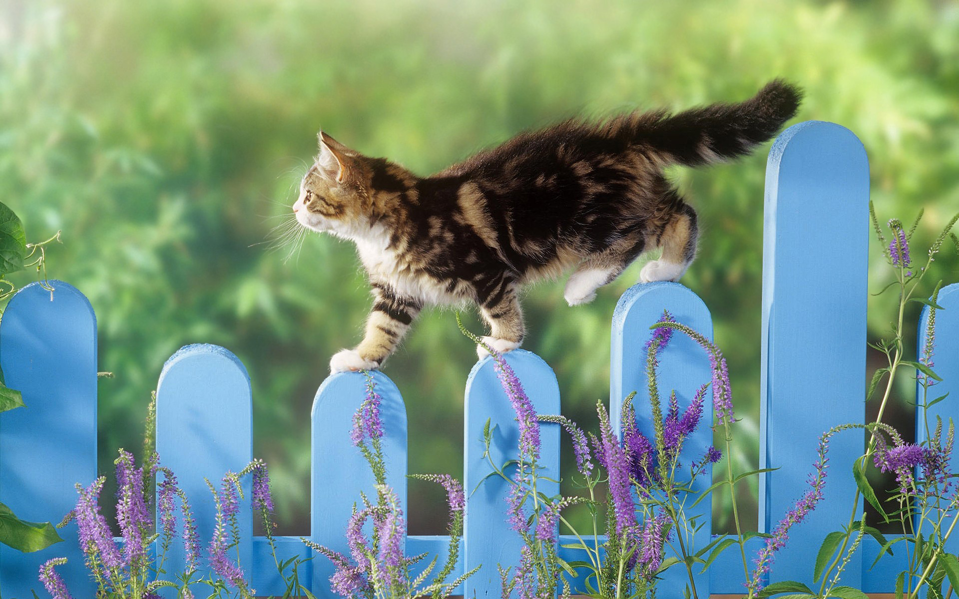 cat walking fence