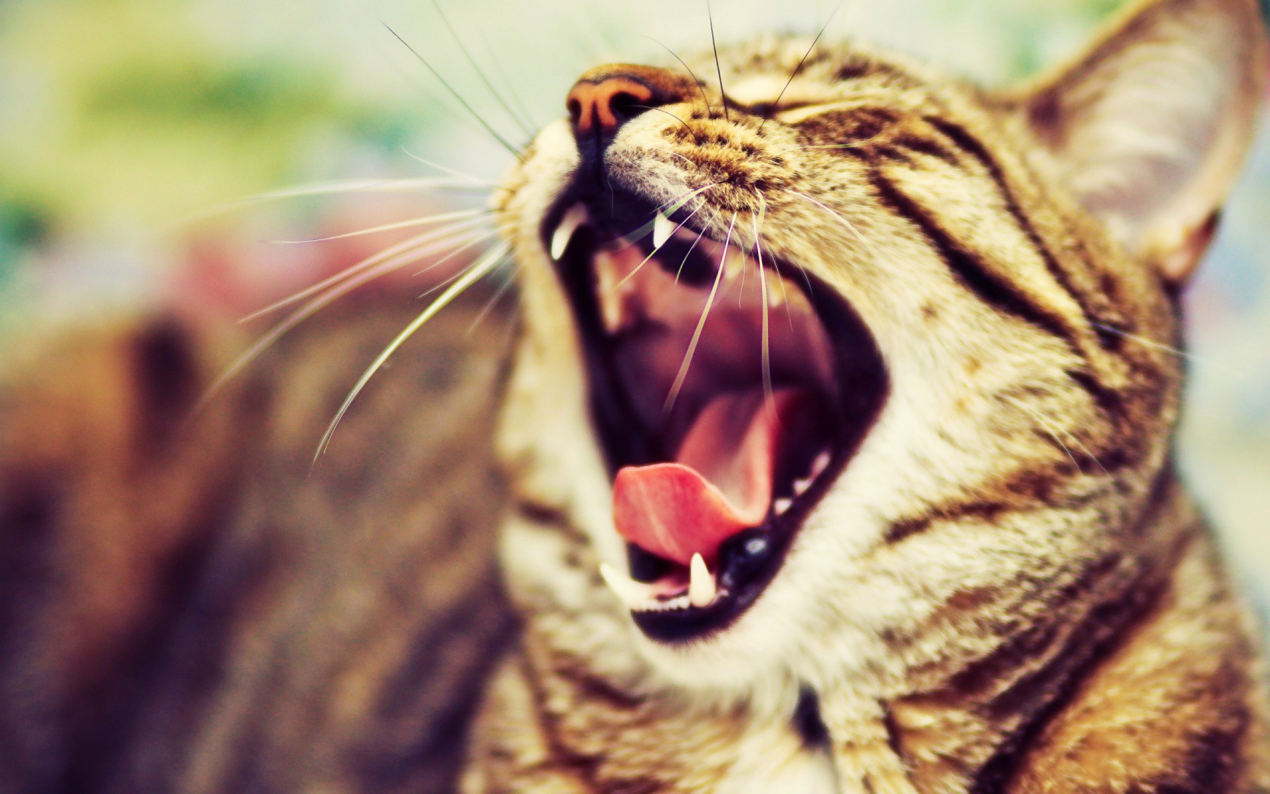 cat yawn funny
