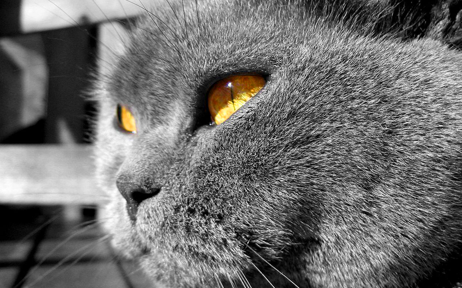 cat yellow eyes wallpaper