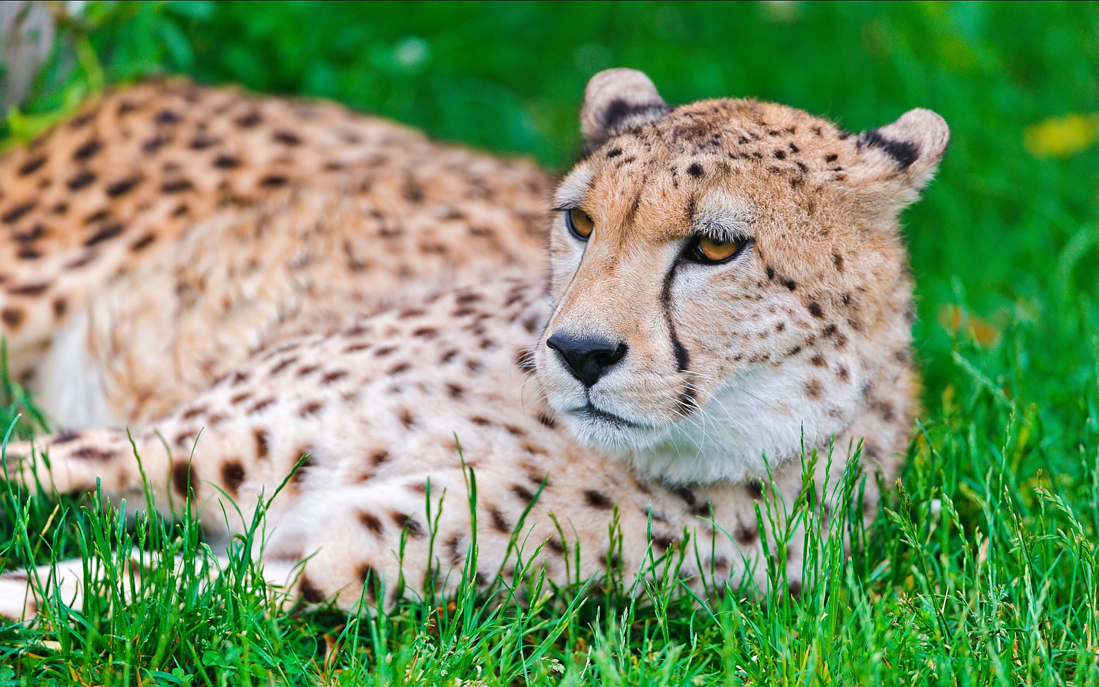 cheetah cute image
