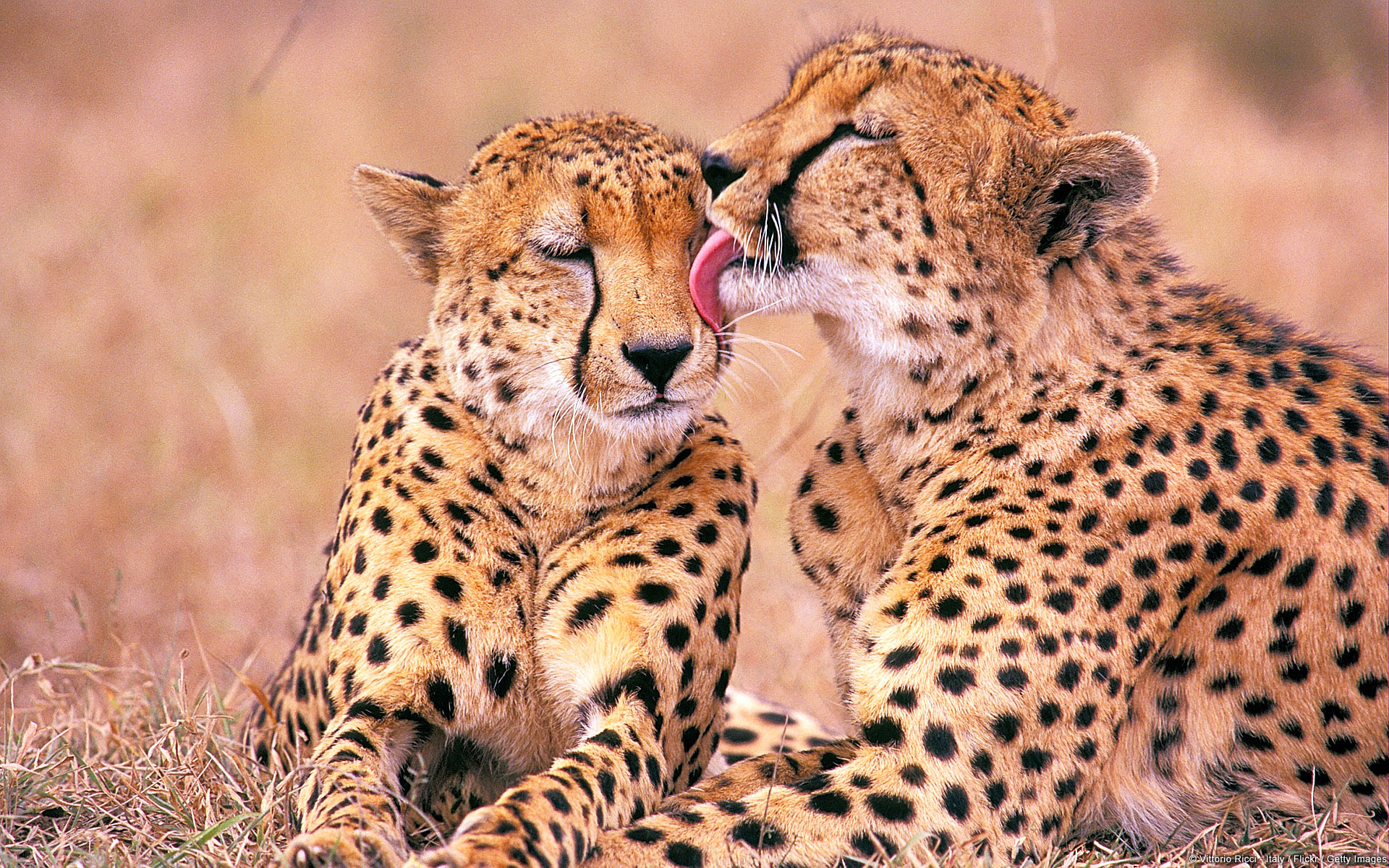 cheetah love