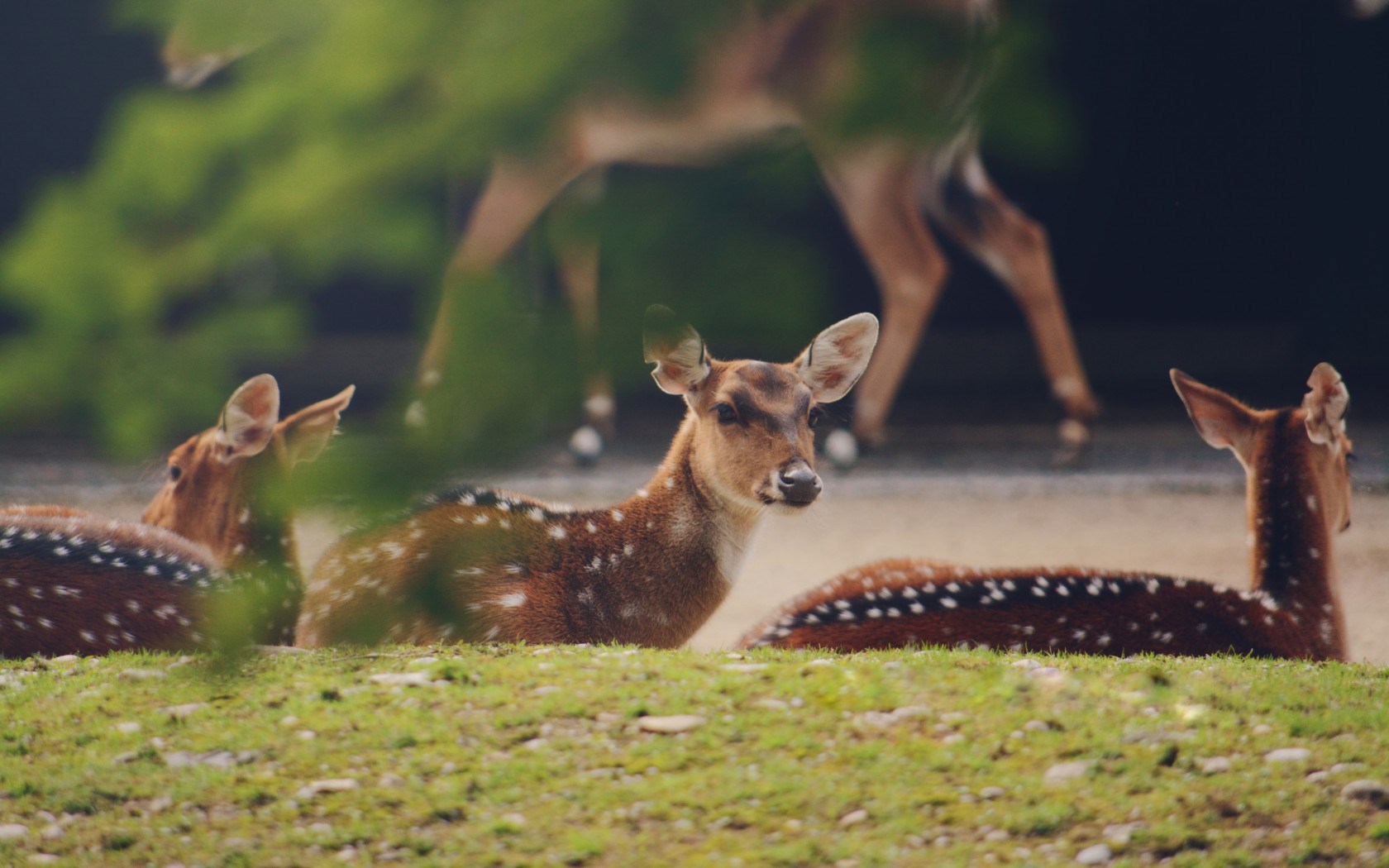 deer wild animals images