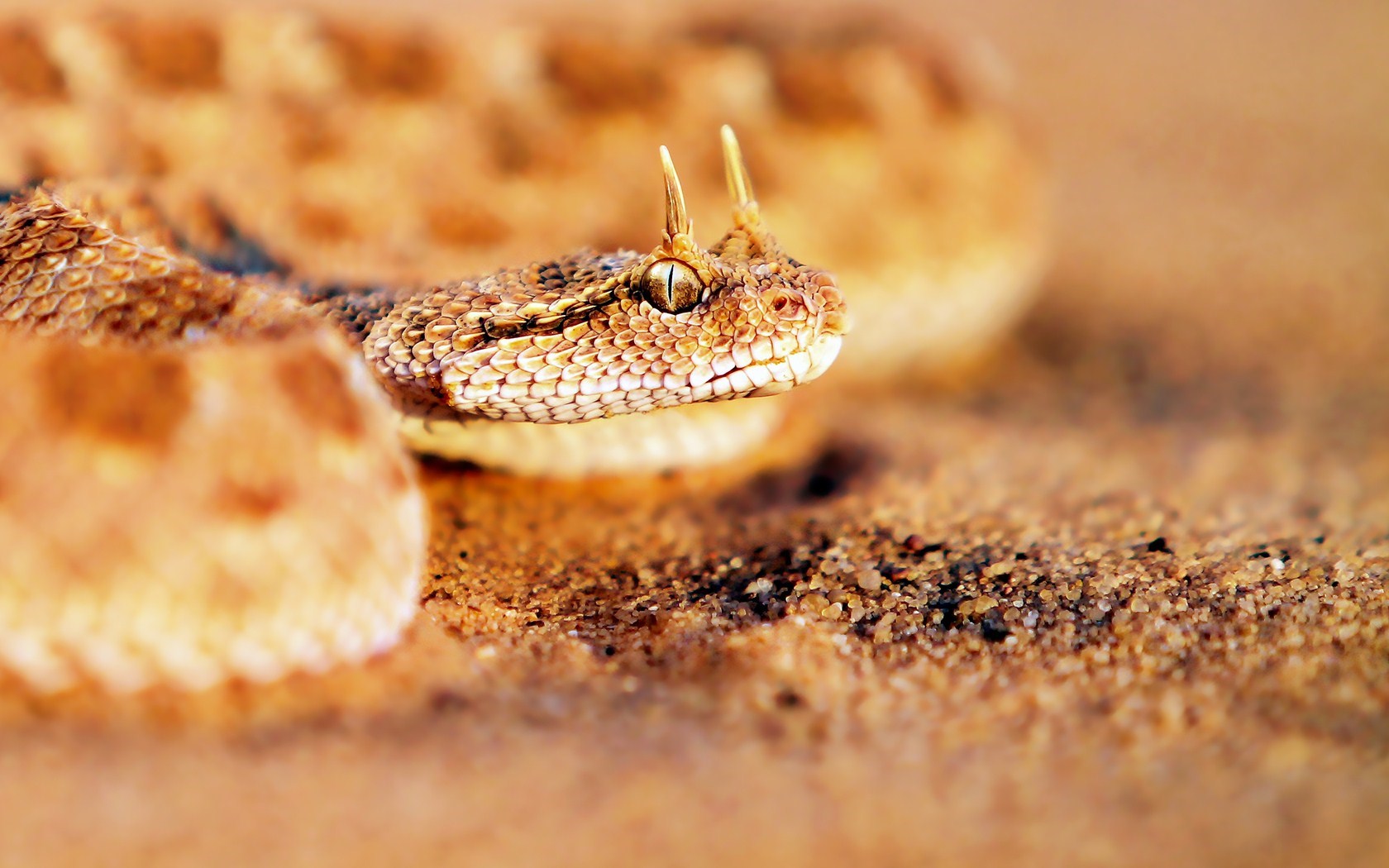 desert horned viper sand
