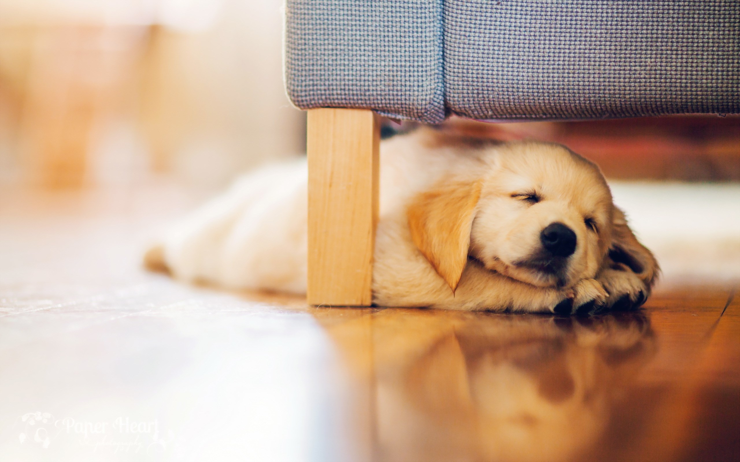 dog cute pup - HD Desktop Wallpapers | 4k HD