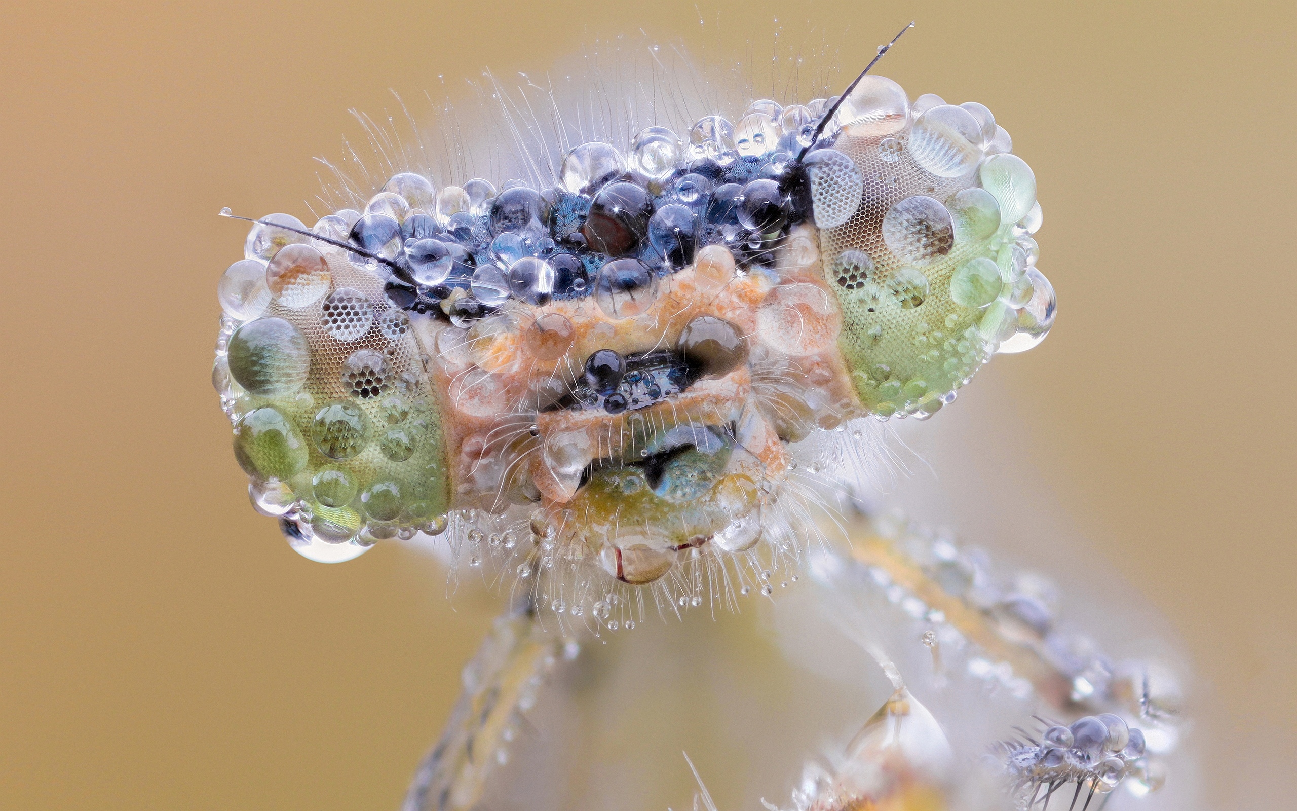 dragonfly dew drops cool