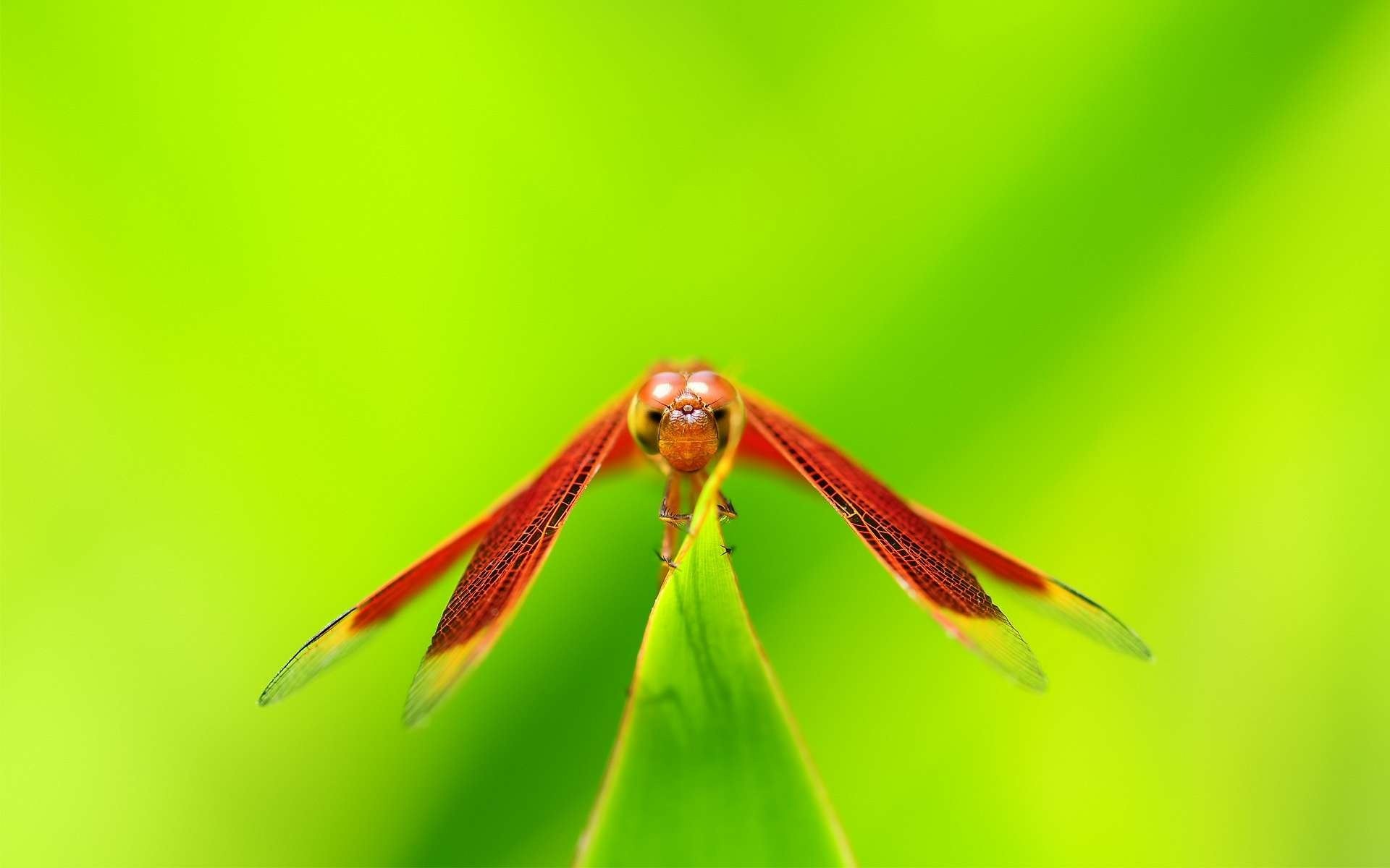 dragonfly insect wallpaper
