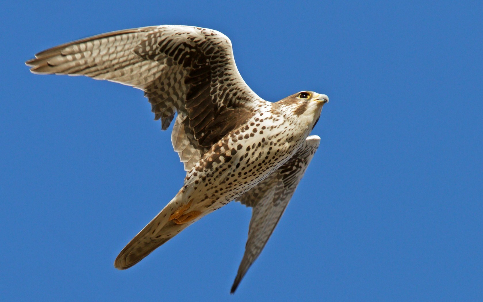 falcon bird magnificent