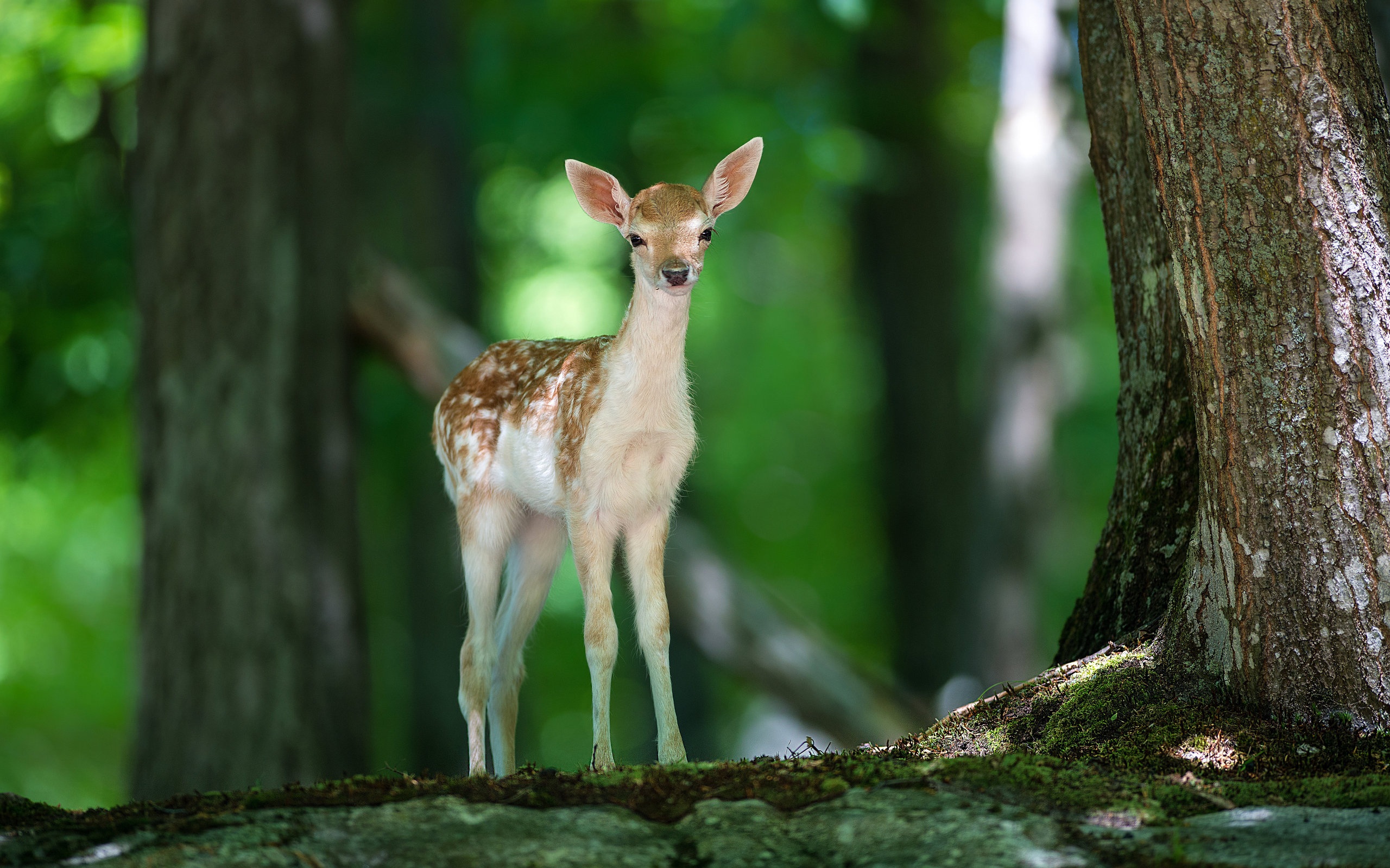 fawn deer images