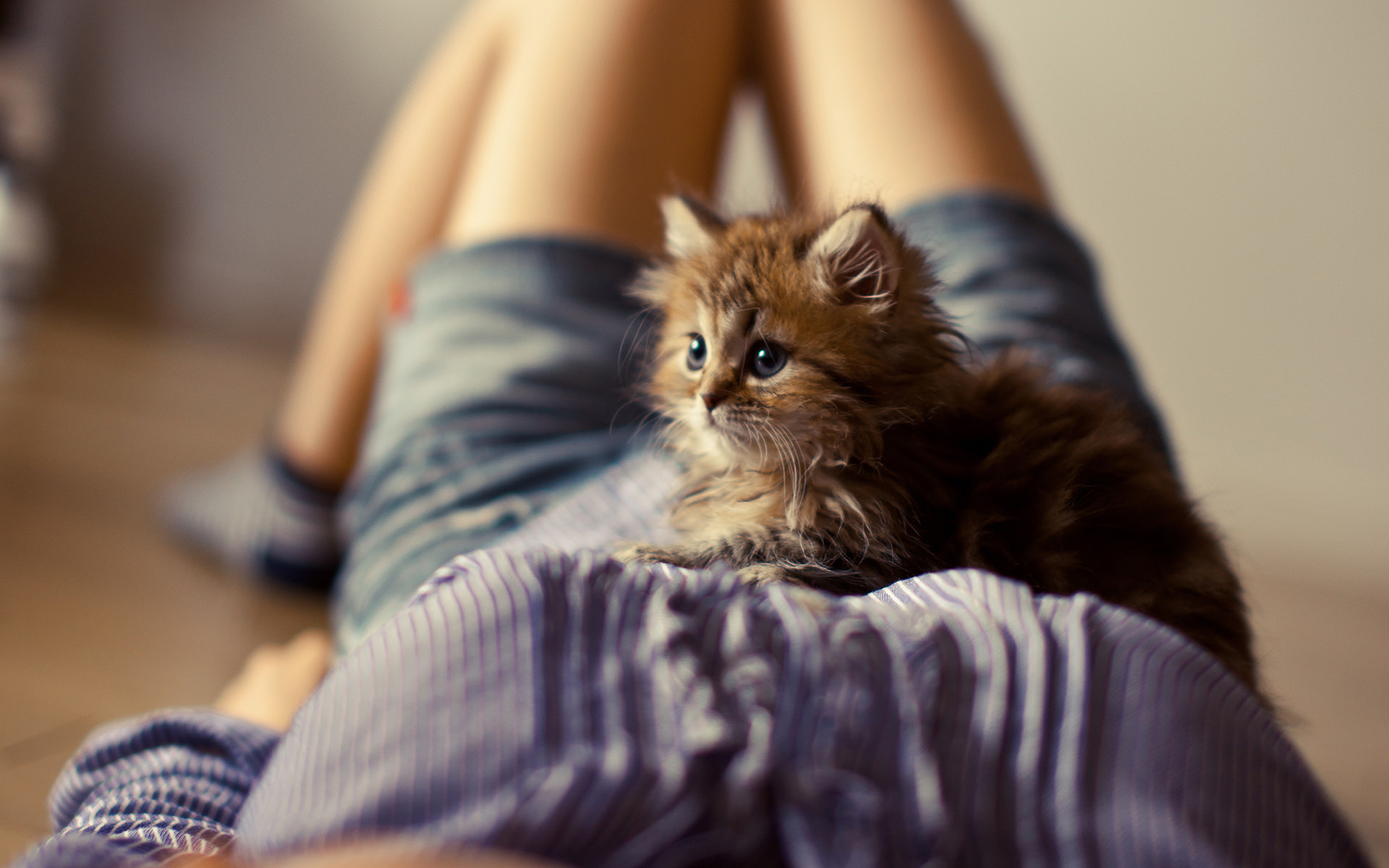 fluffy kitten on a girl