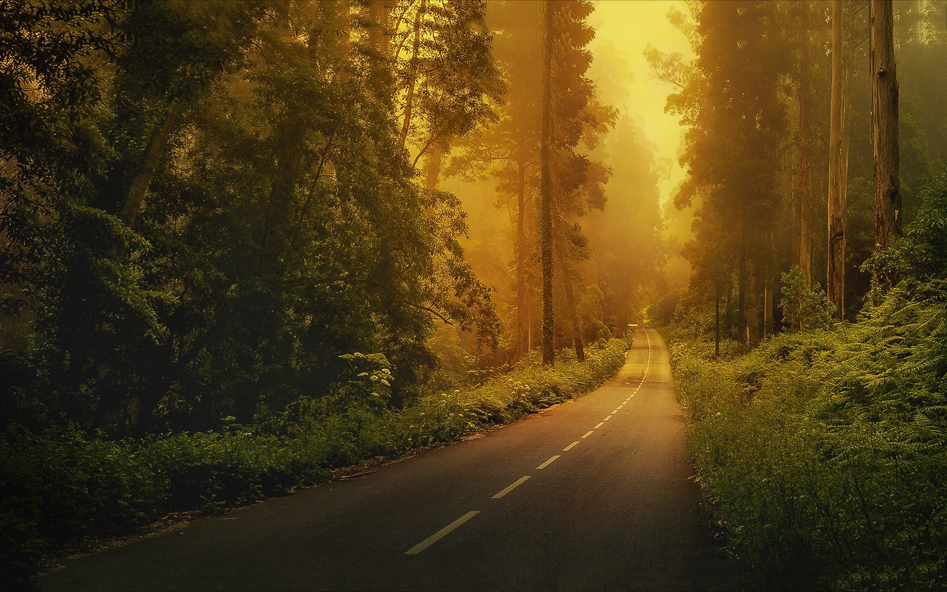 forest roads - HD Desktop Wallpapers | 4k HD