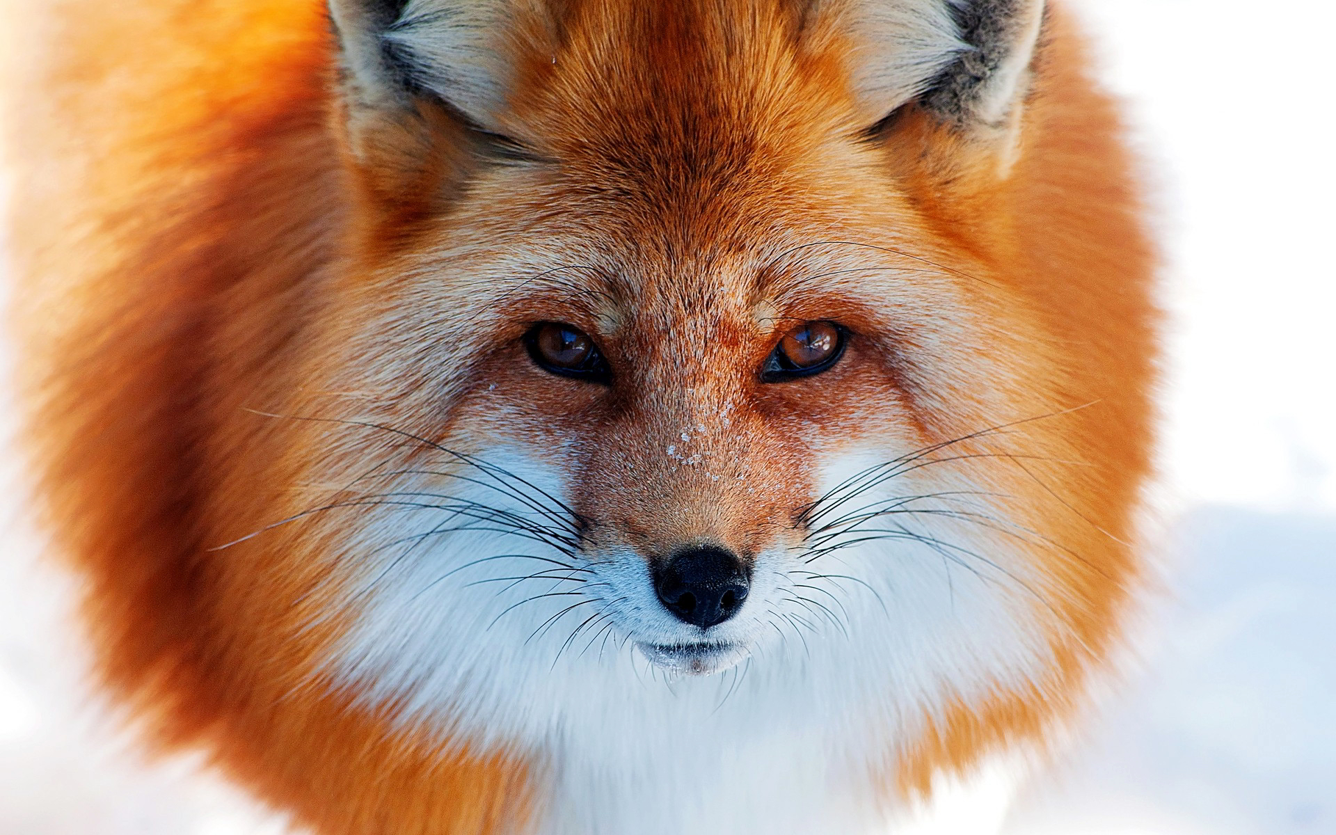 fox fluffy images