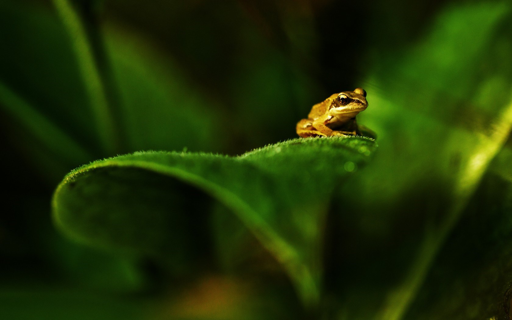 frog green