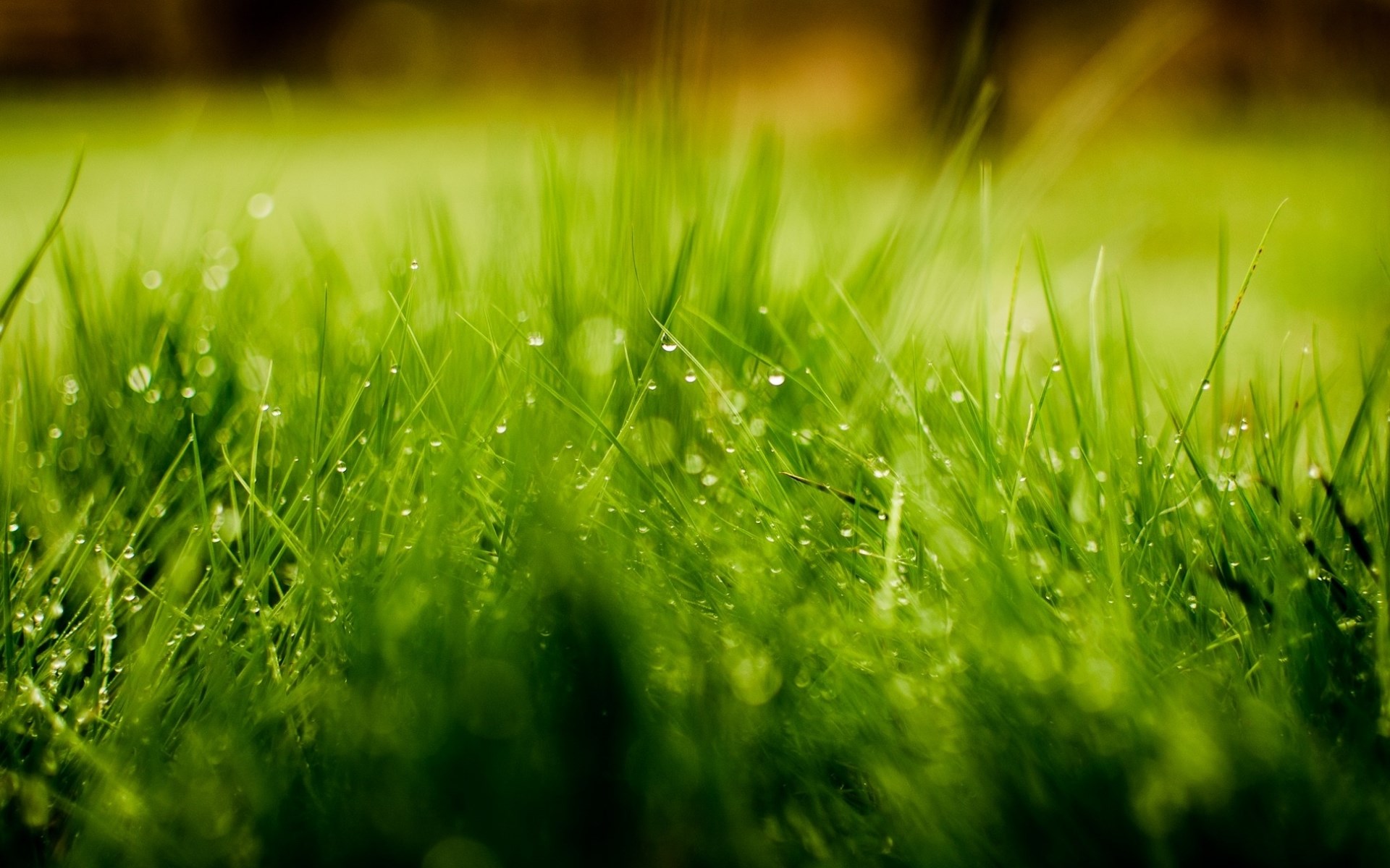 grass dew drops cute romantic