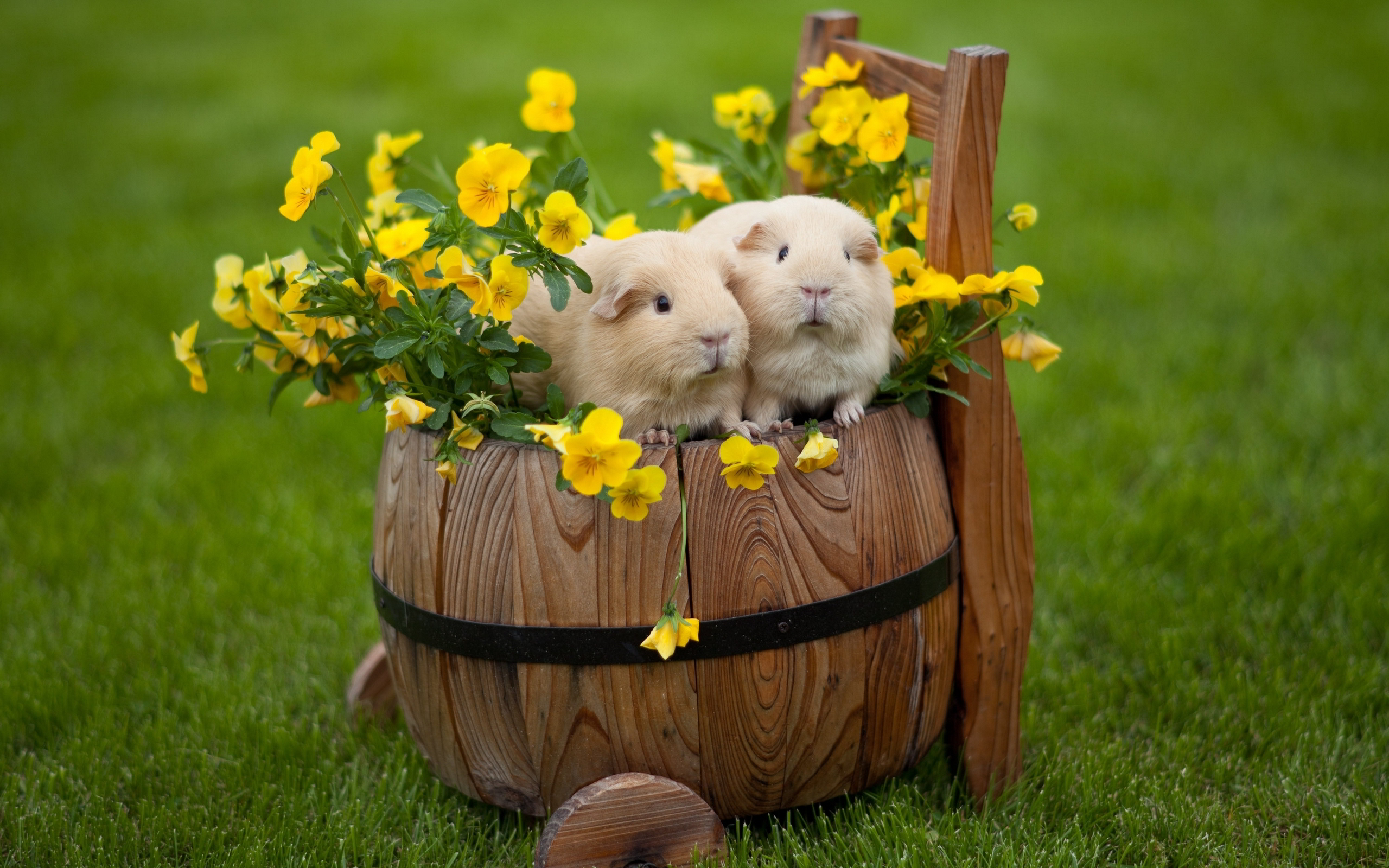 guinea pigs cute couples