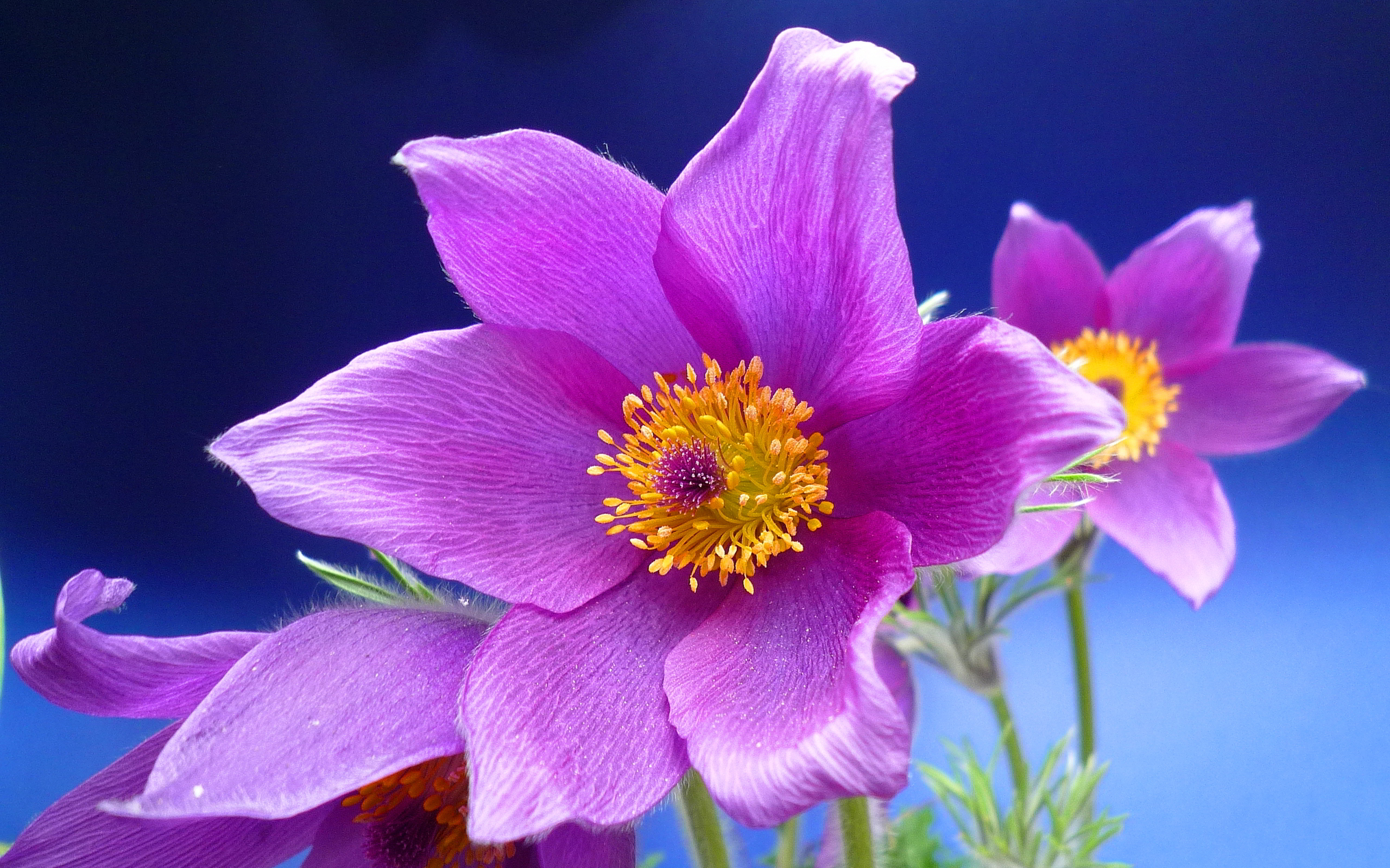 hd pink anemone flower