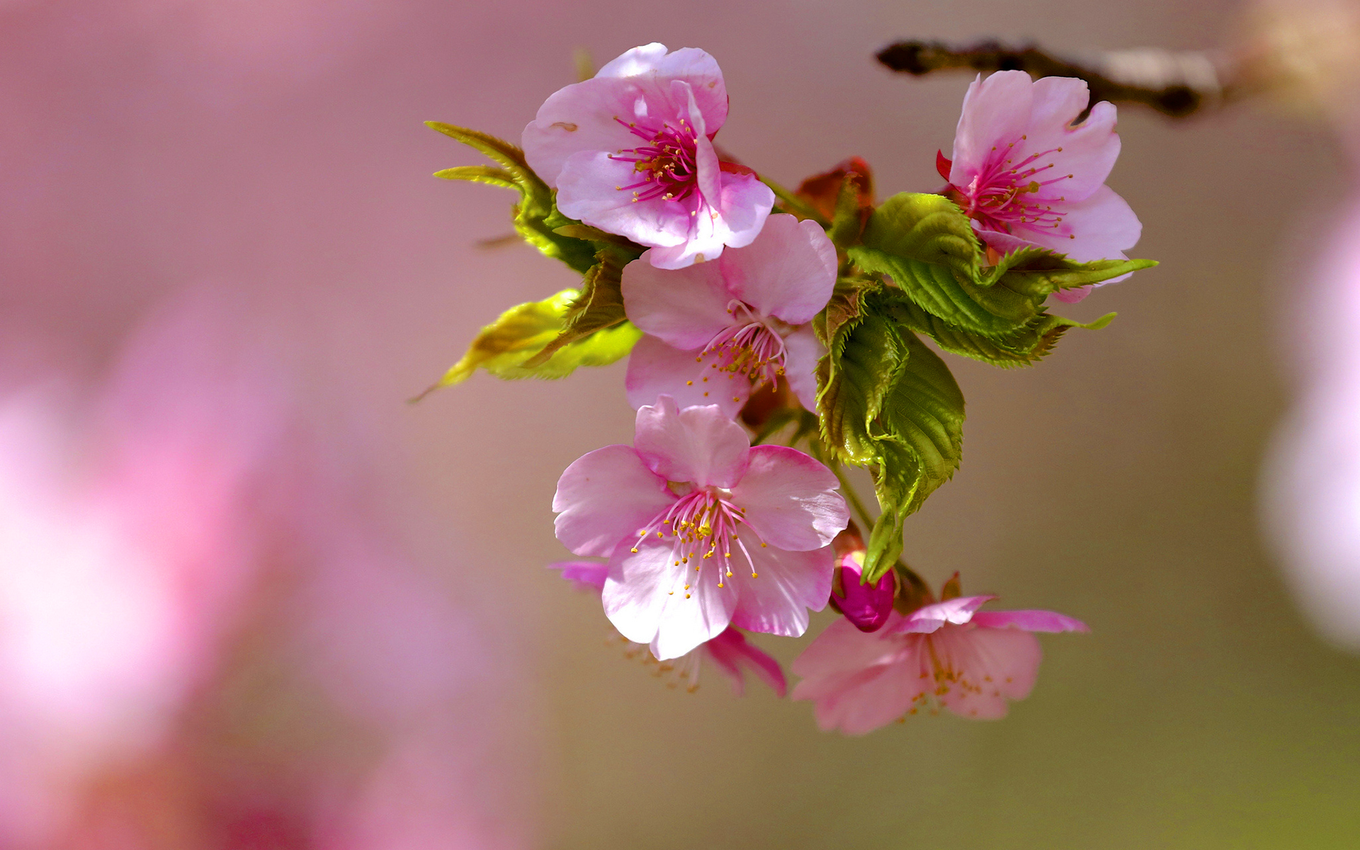 hd wallpapers spring