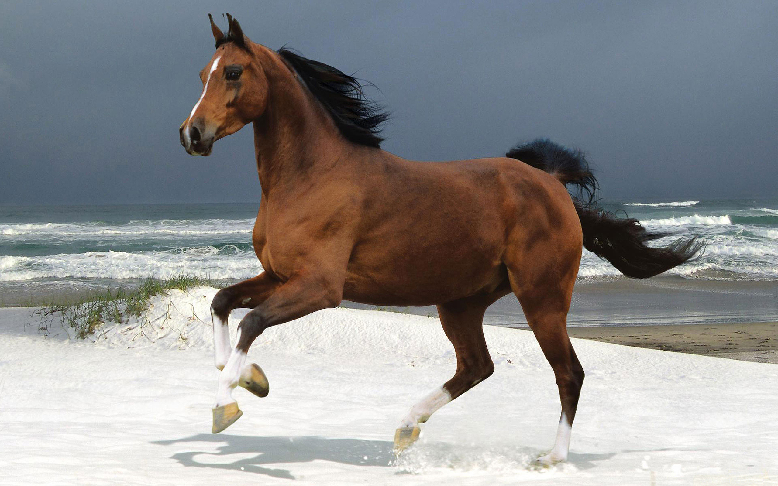 horse beach cute