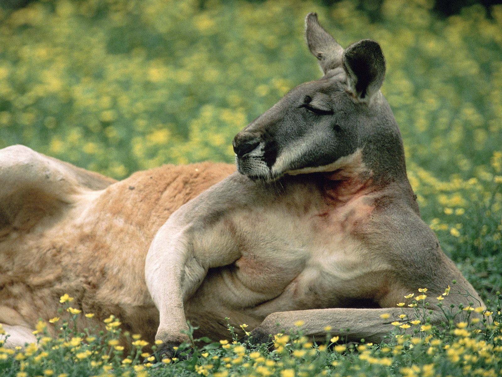 kangaroo funny images