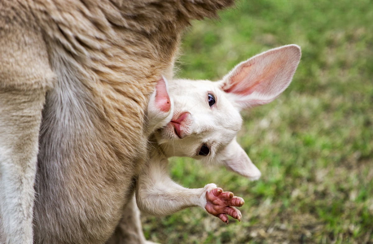 Baby kangaroo
