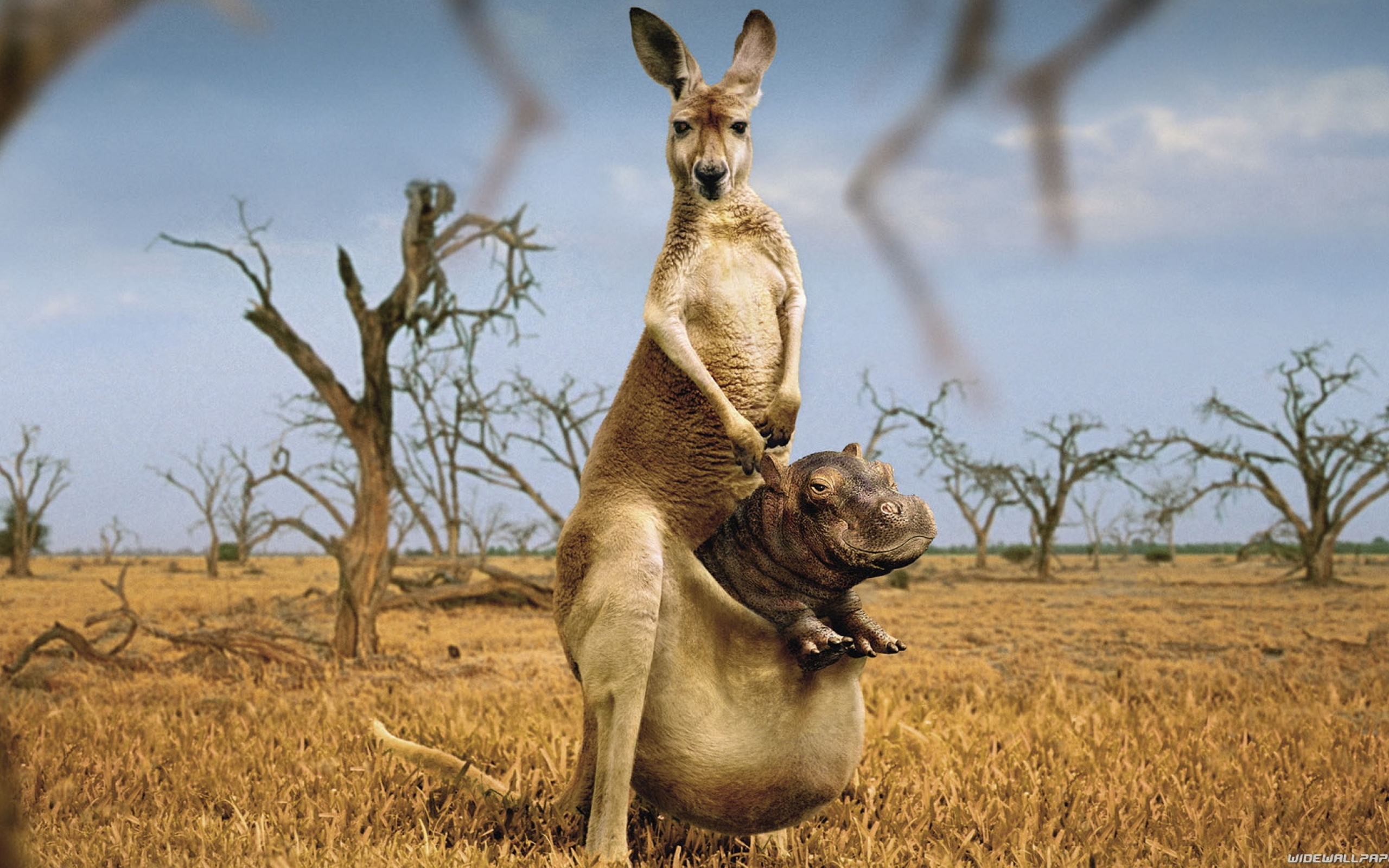 kangaroo wild wallpaper