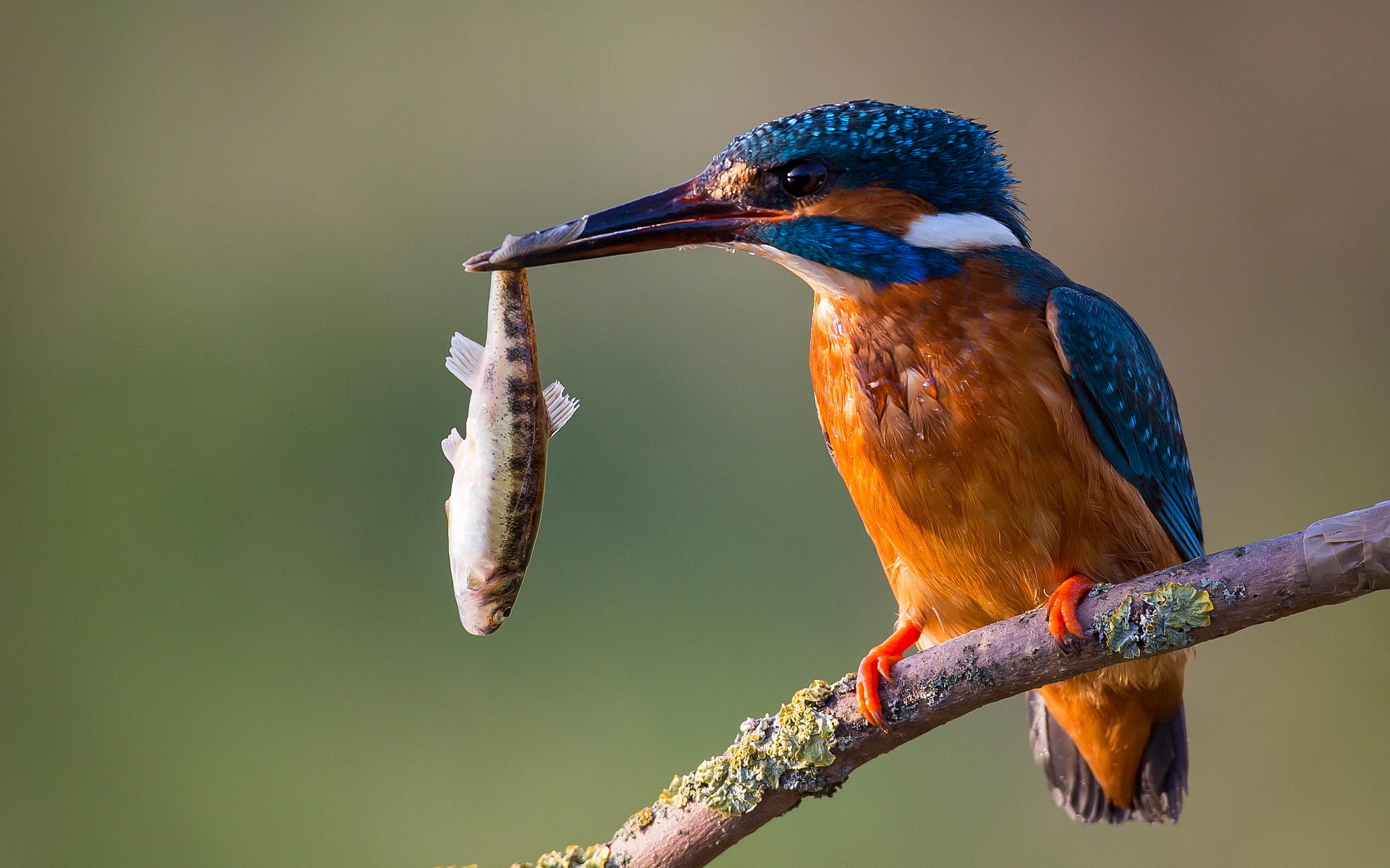 kingfisher feeding