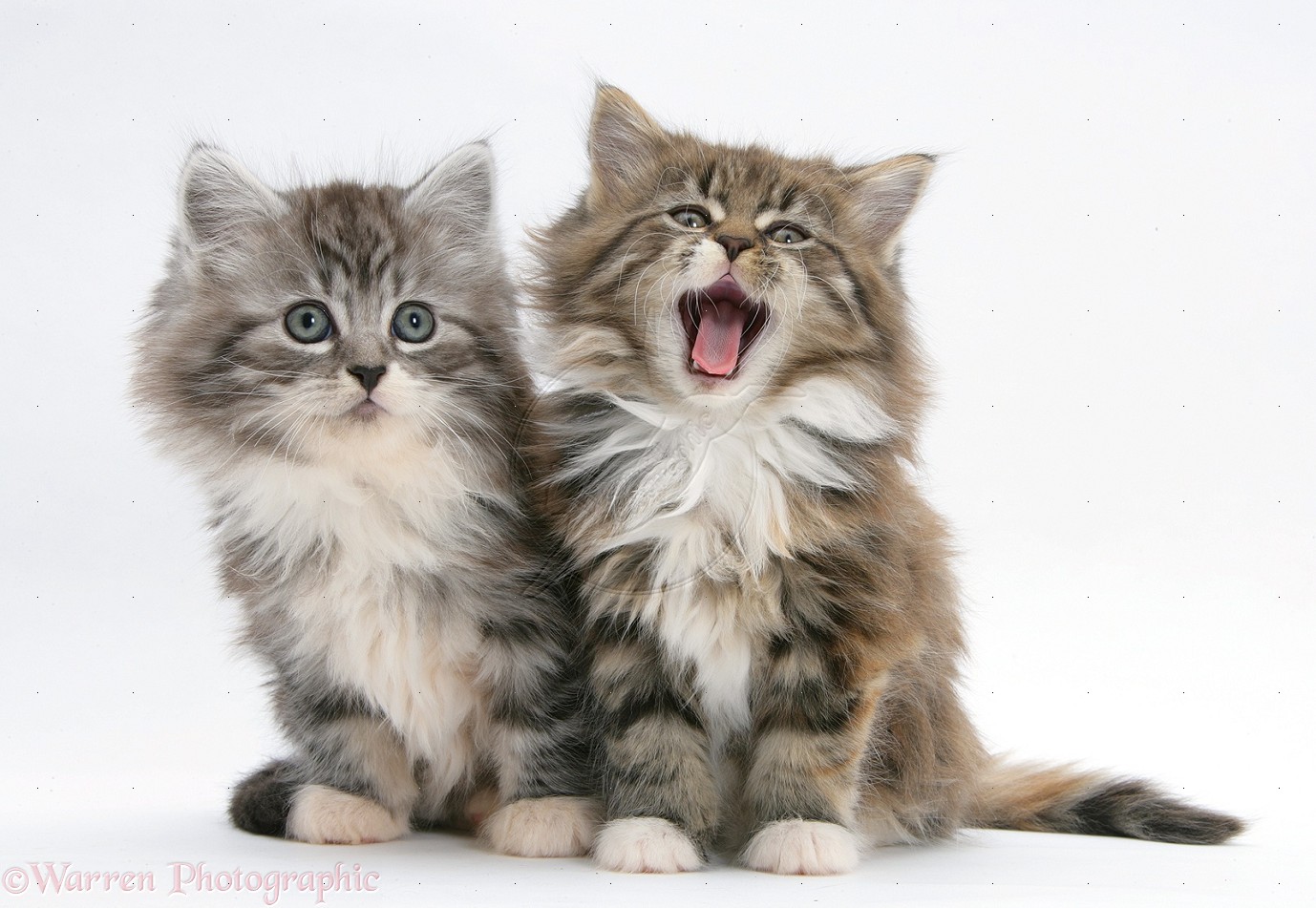 Maine Coon kittens, 8 weeks old