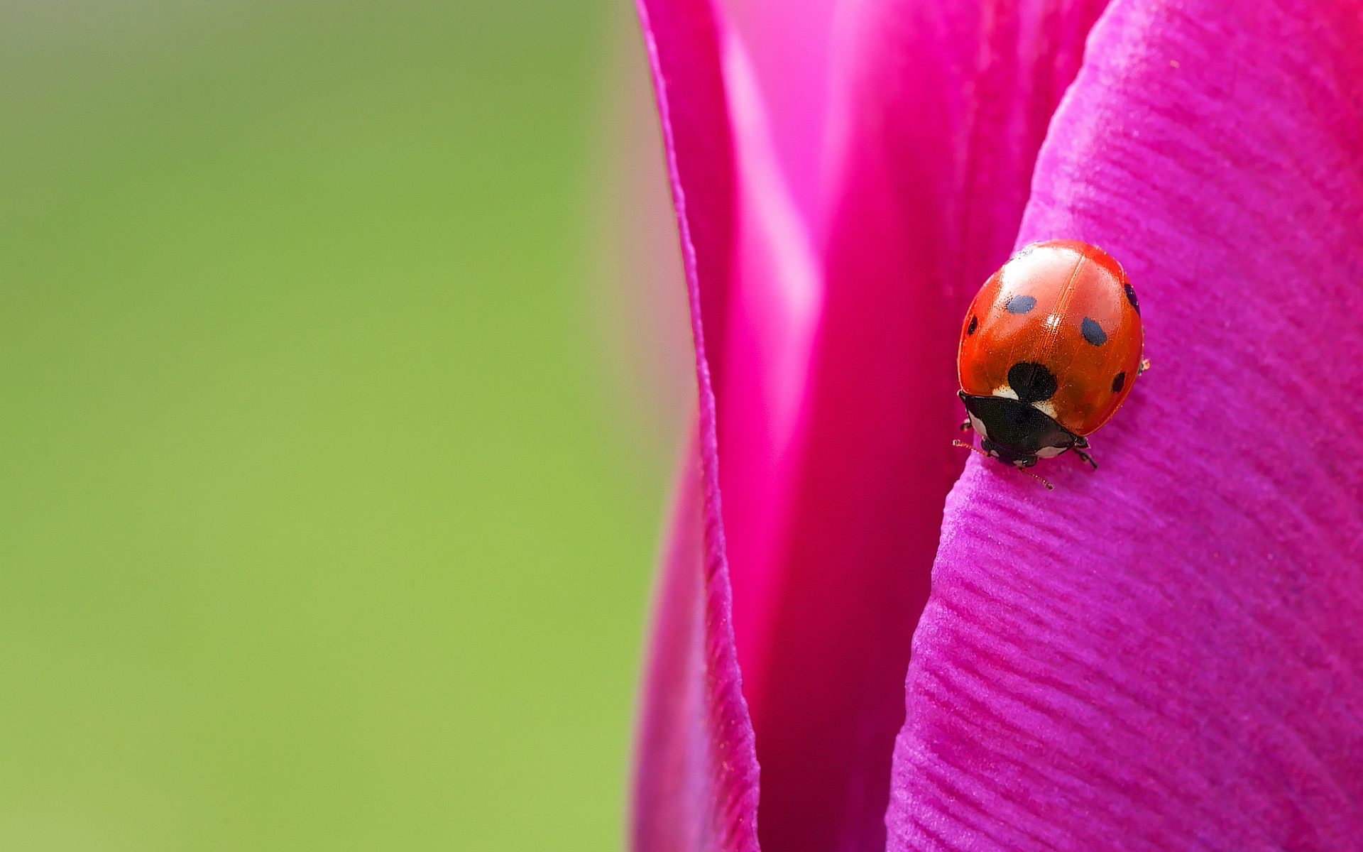 ladybug nature
