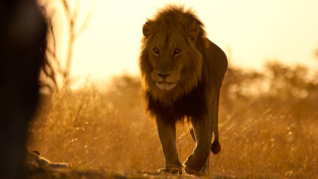 lion pride walk