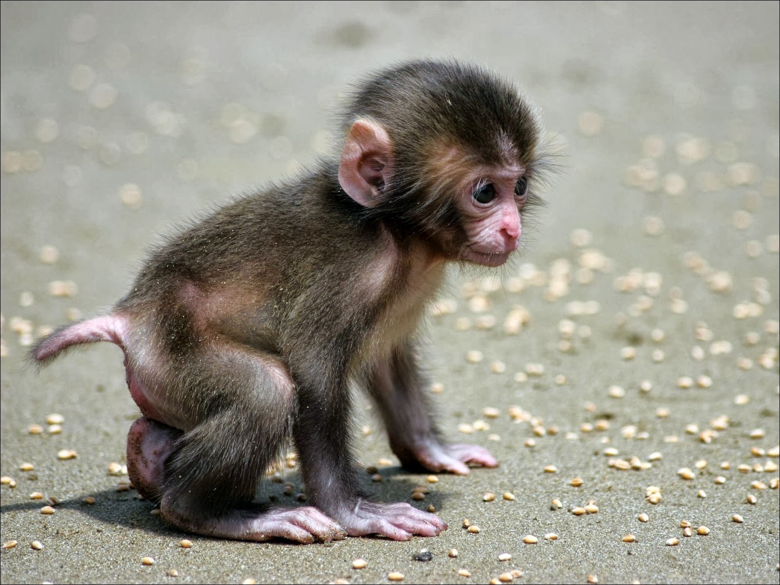 monkey cute little kid