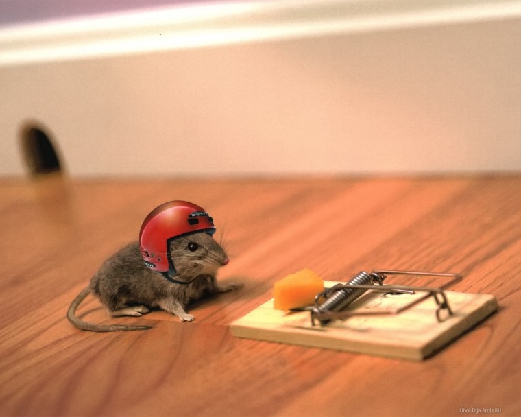 mouse funny wallpaper