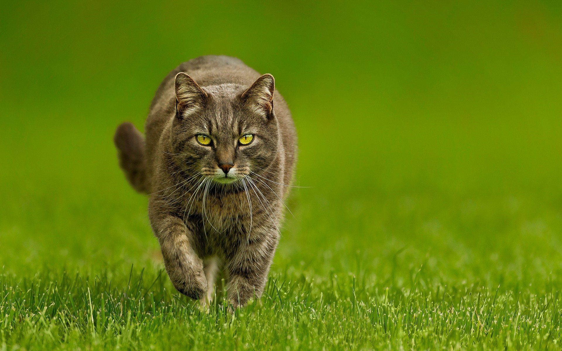 nature cat on grass