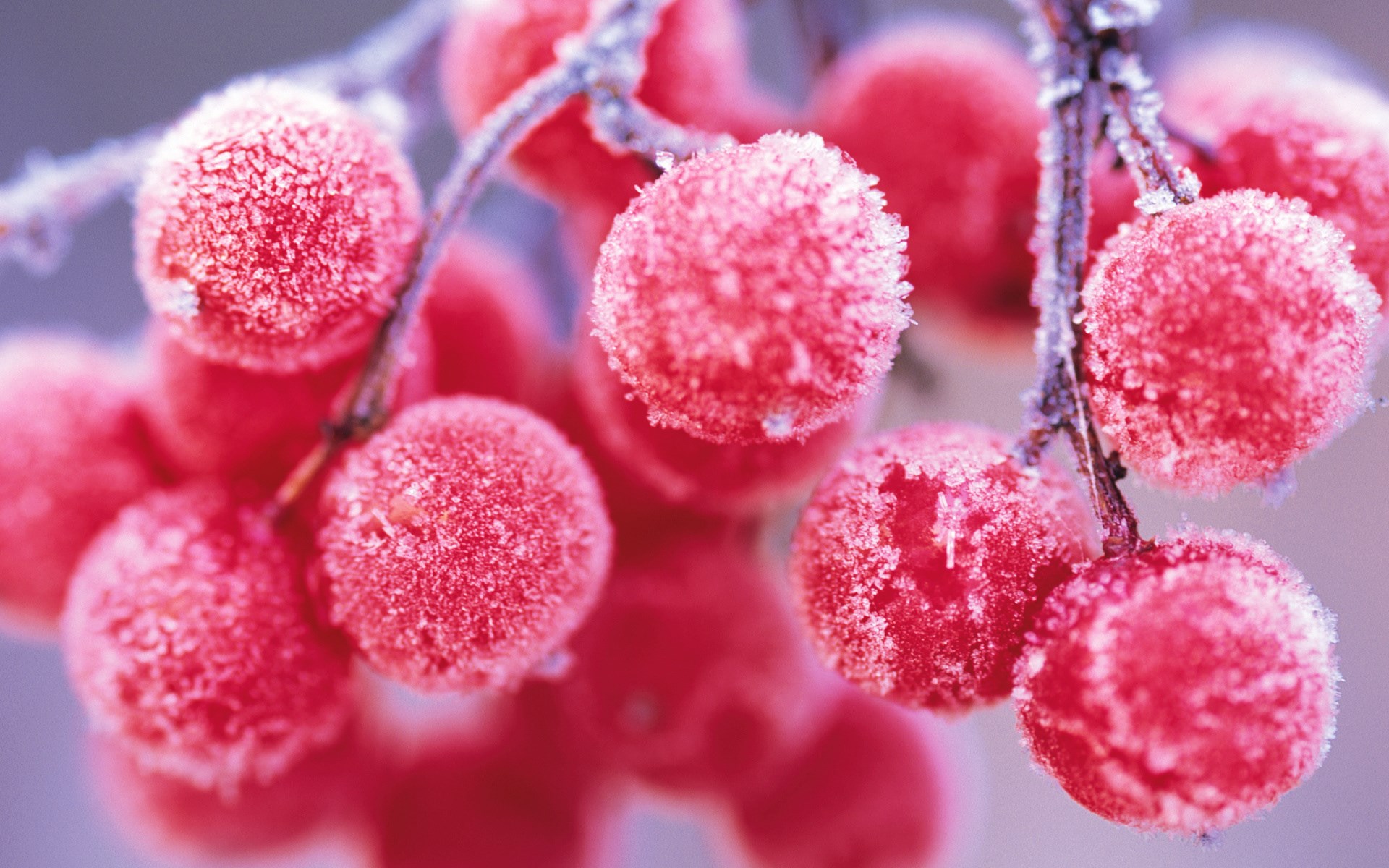 Nature Winter Red Berries HD Desktop Wallpapers 4k HD
