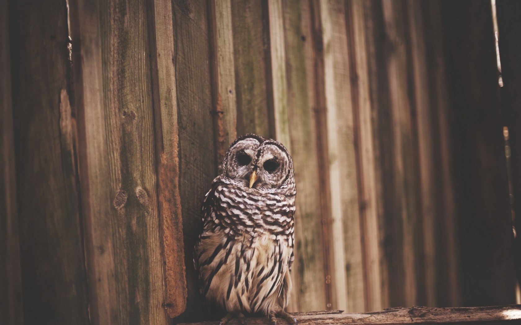 owl bird photo