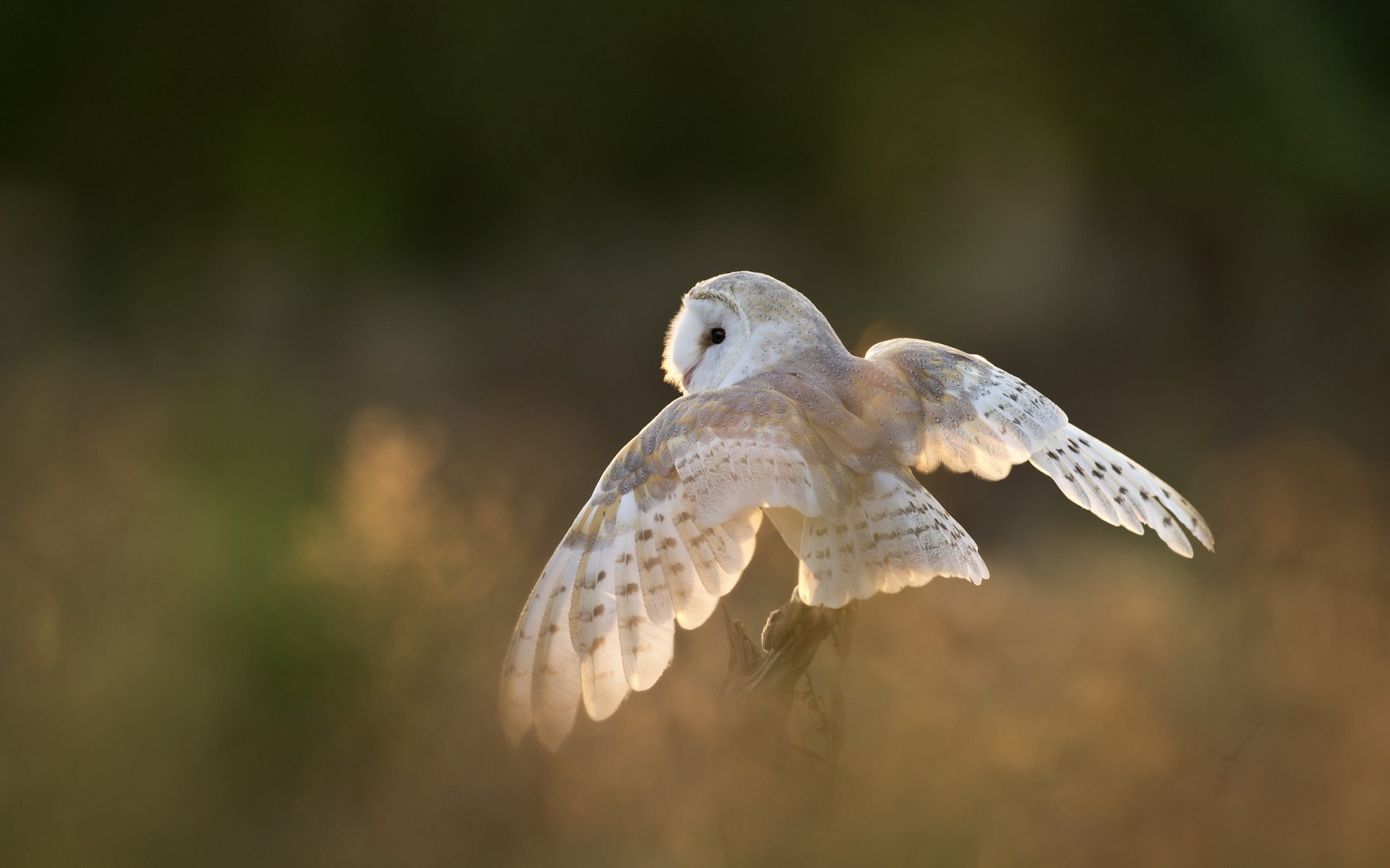 owl flying images