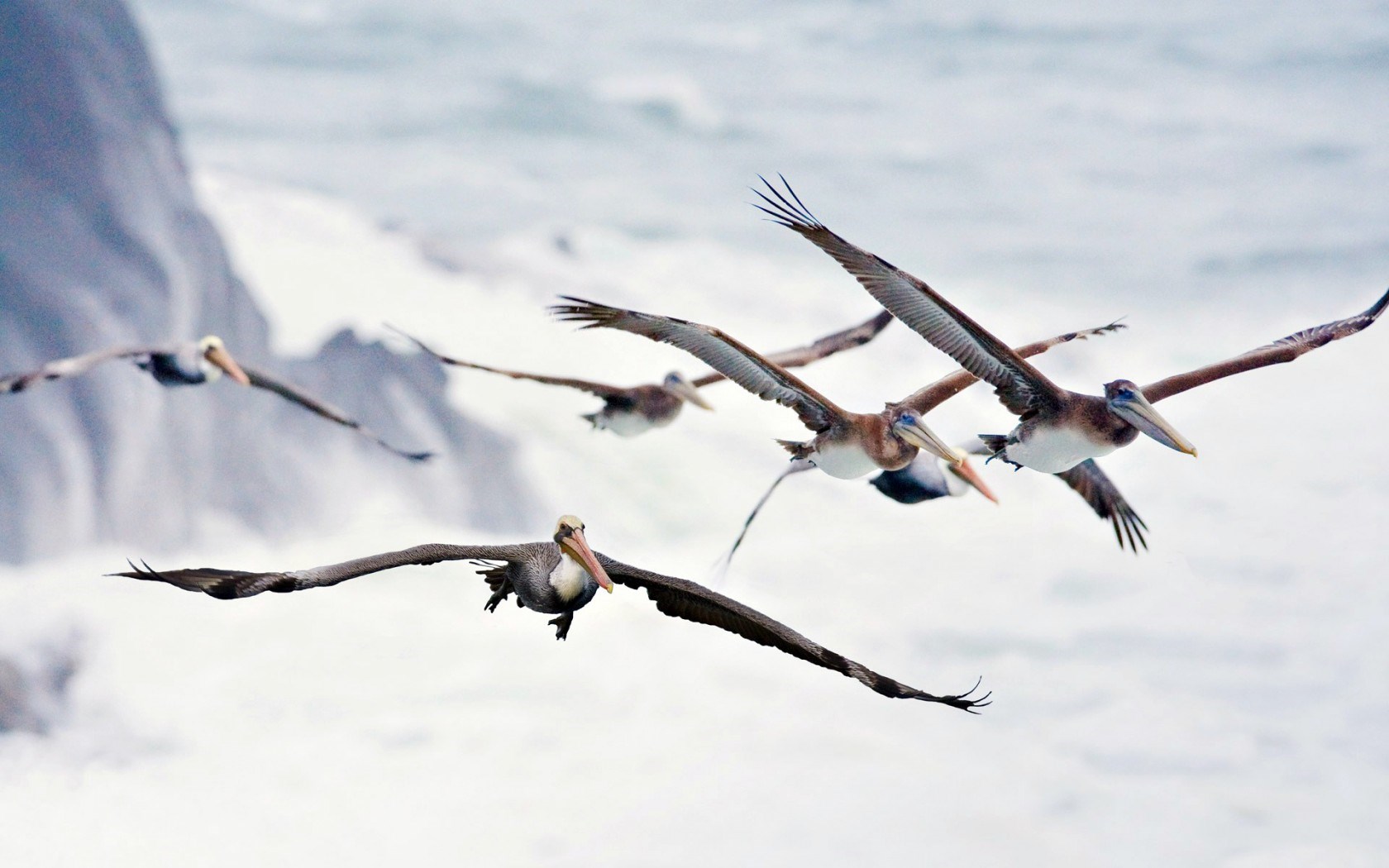 pelicans flying
