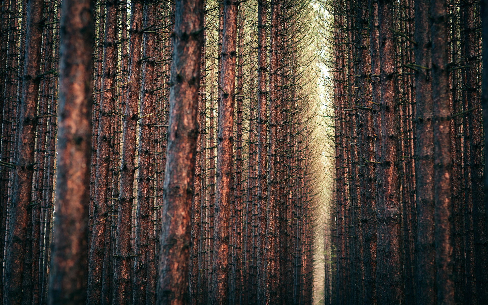 pine forest wallpaper