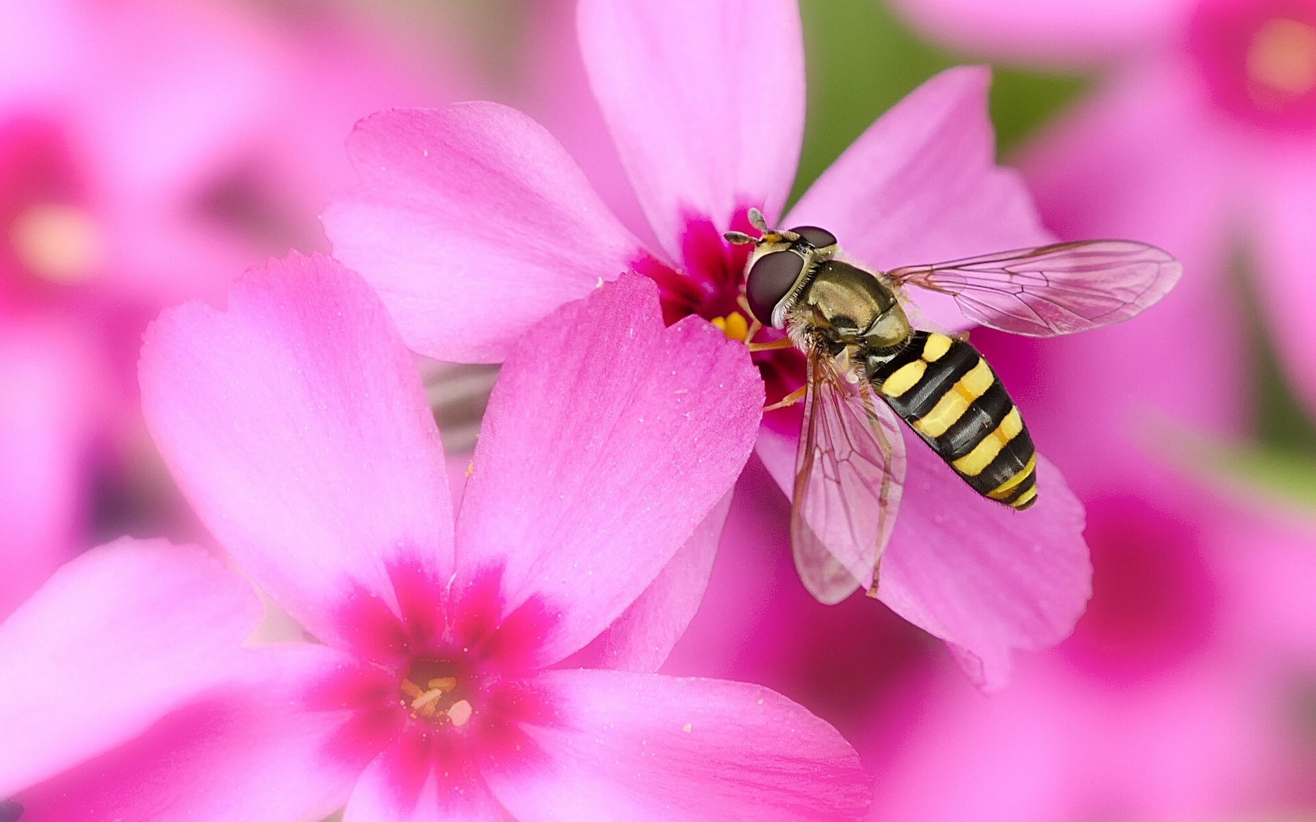 pink flower bee