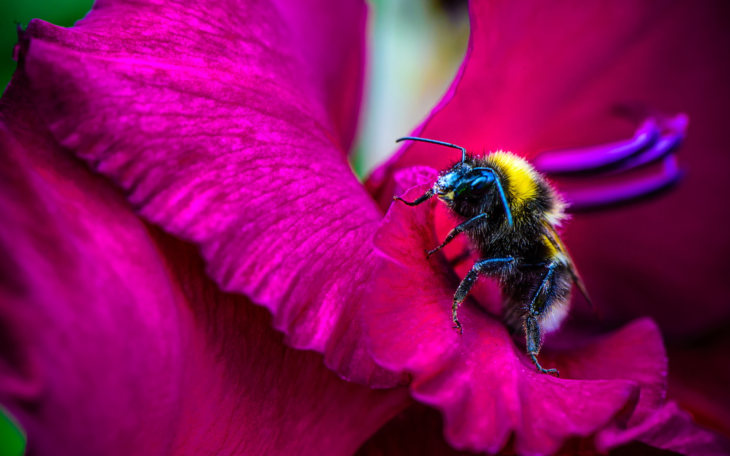 pink flower honey bee