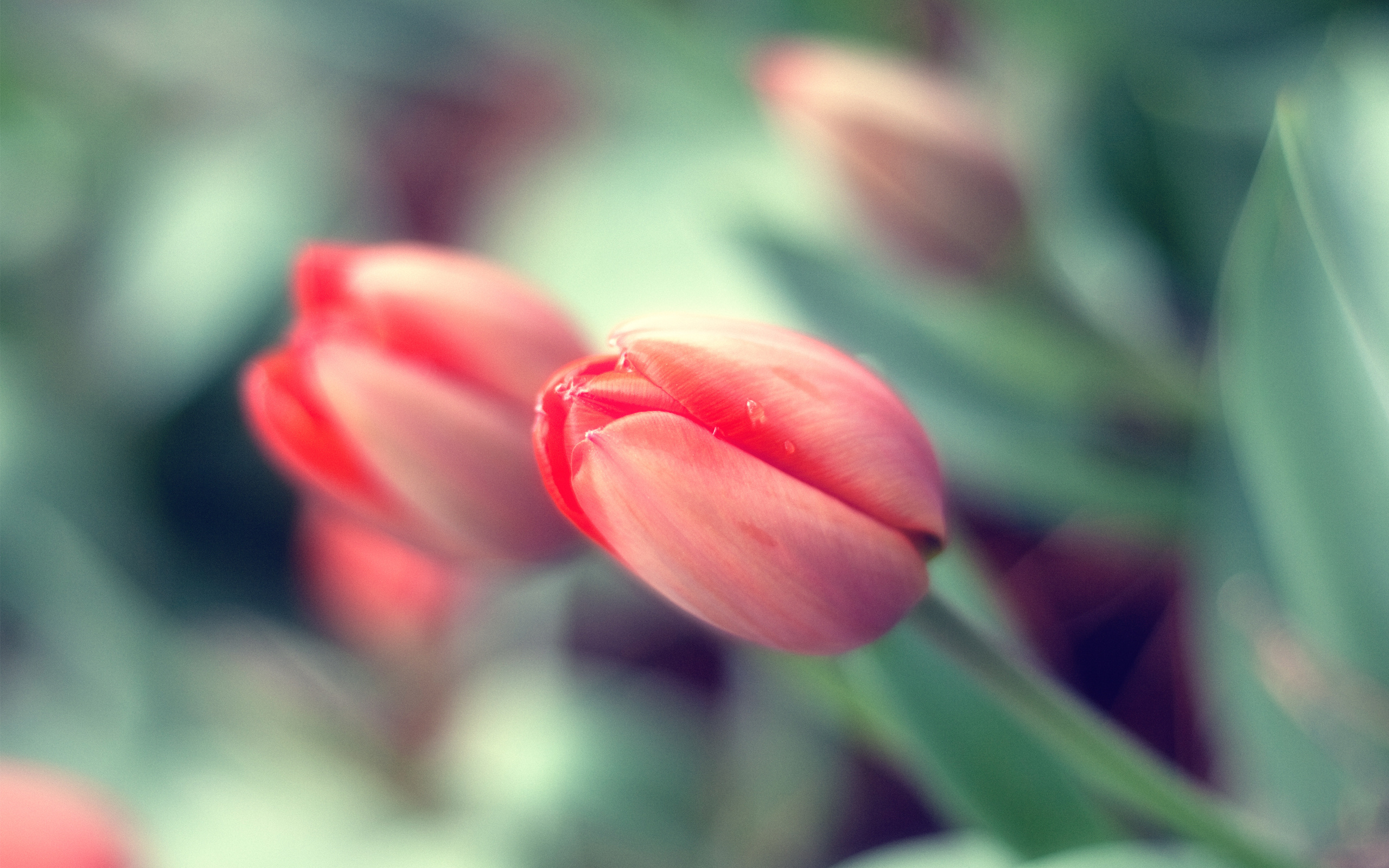 pink tulip buds pictures download