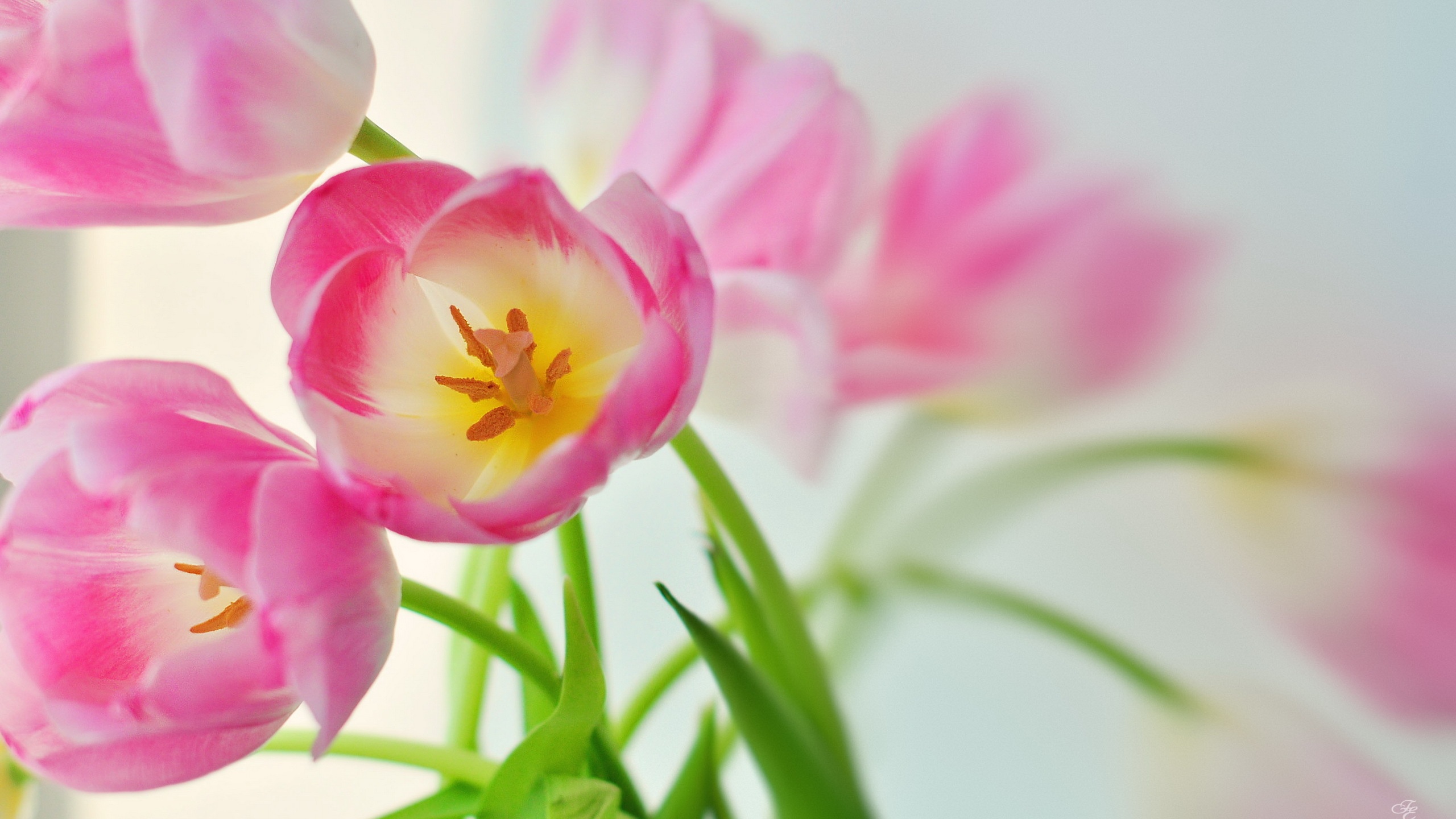 pink tulips beautiful