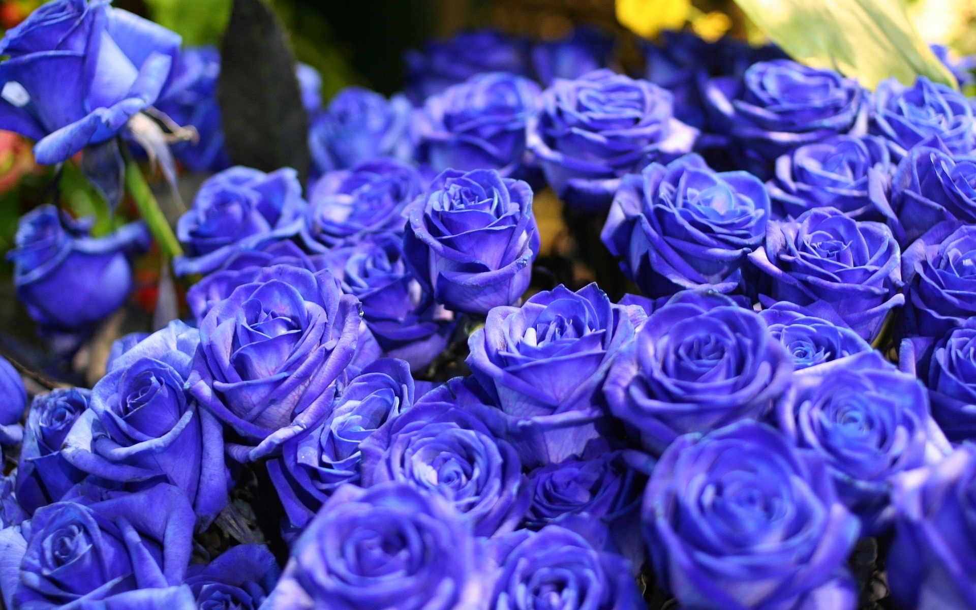 roses blue wallpaper