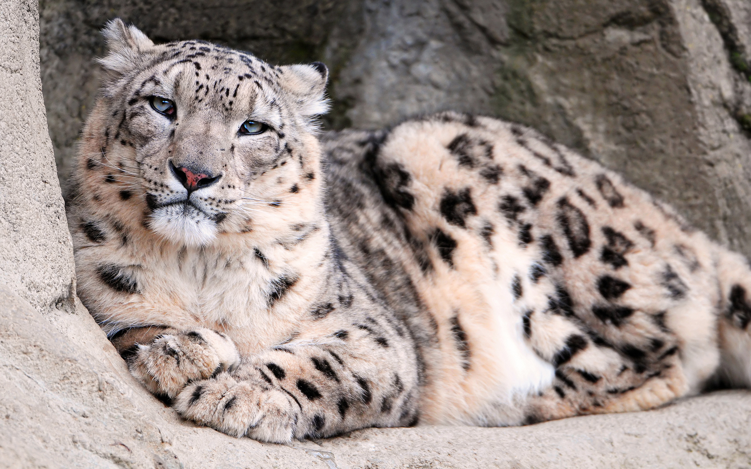 snow leopard images